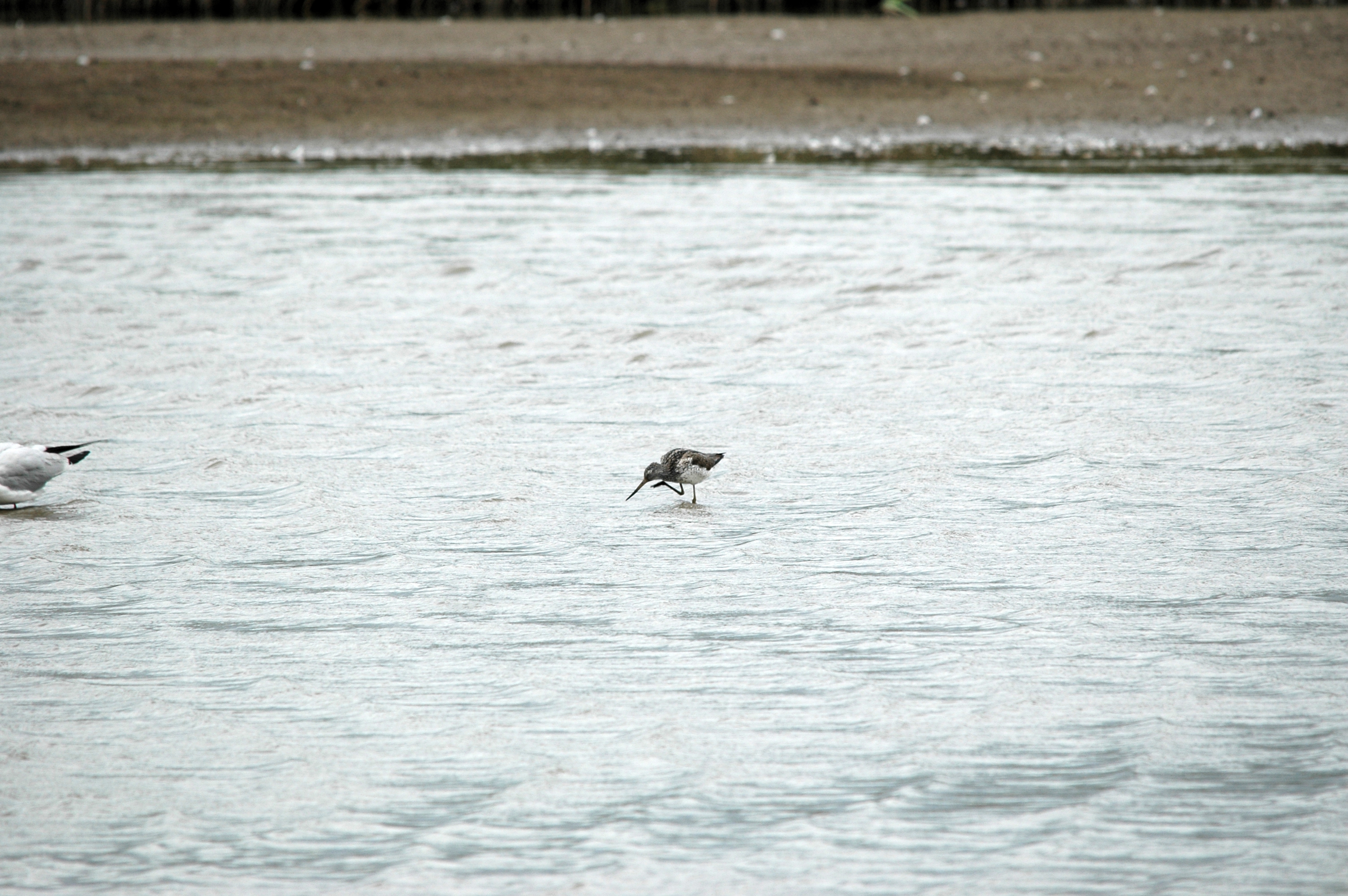 photos/wildlife/Bird_Species/063-Waders/1556-Common_Greenshank/20090618-Blacktoft-01.jpg