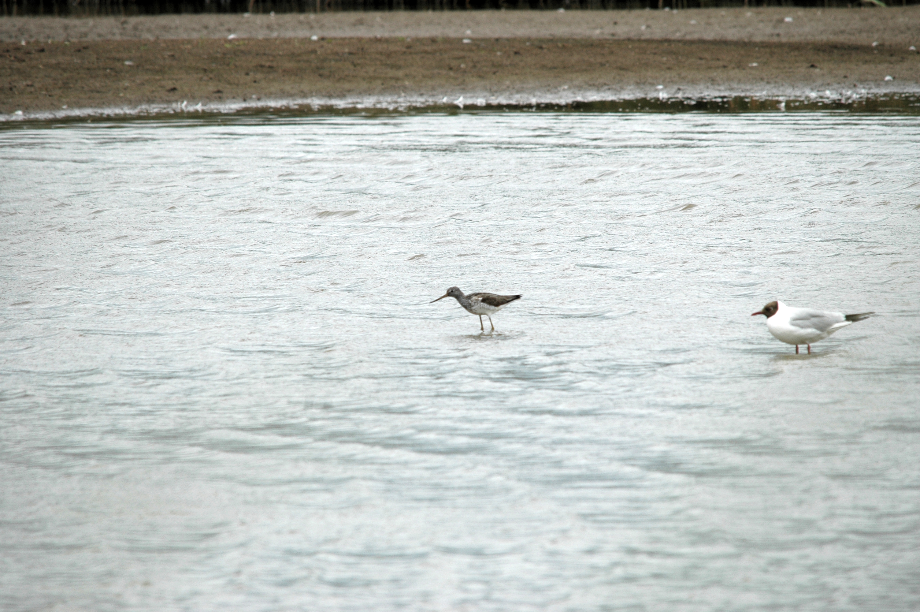 photos/wildlife/Bird_Species/063-Waders/1556-Common_Greenshank/20090618-Blacktoft-02.jpg