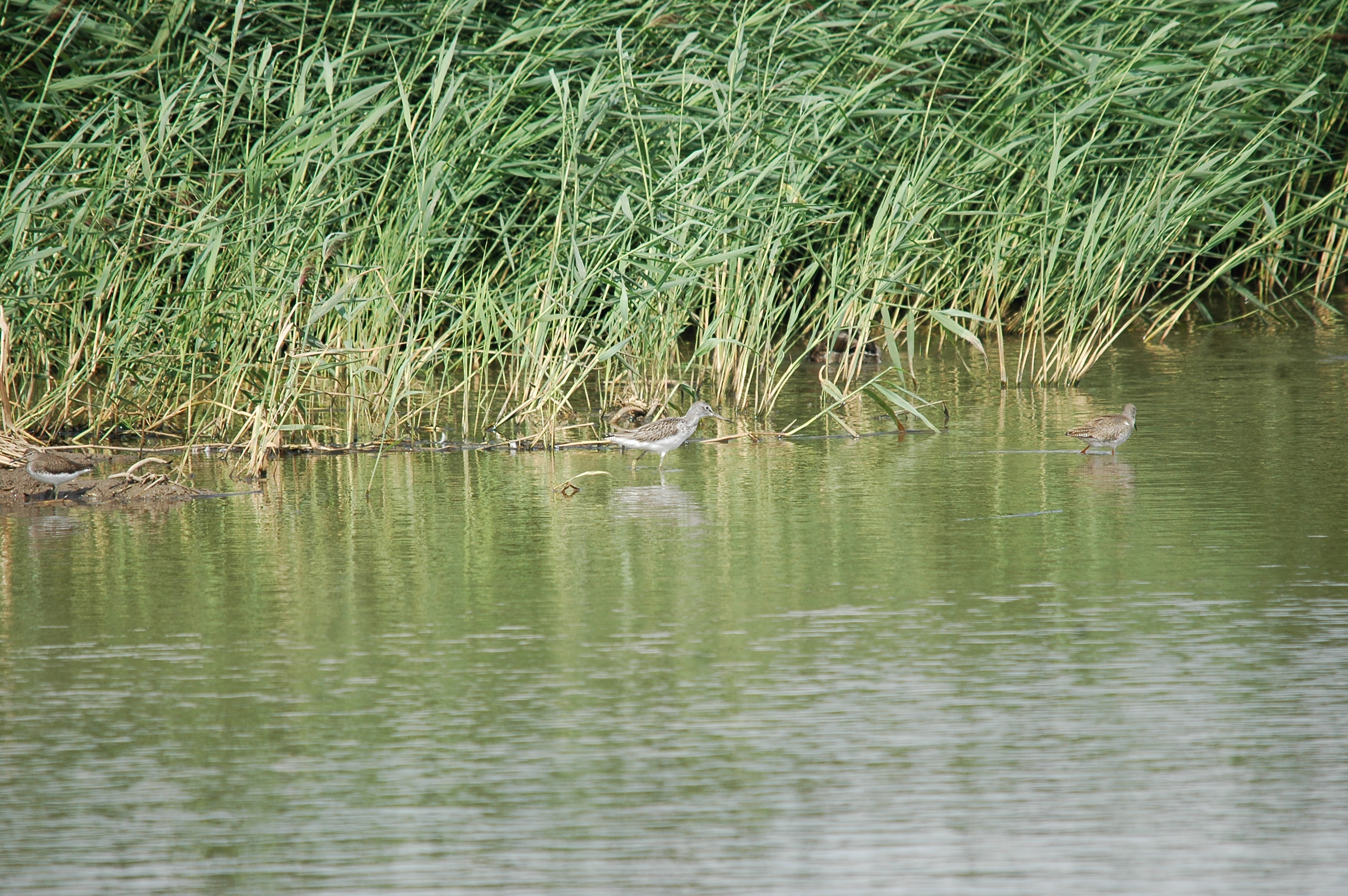 photos/wildlife/Bird_Species/063-Waders/1556-Common_Greenshank/20090819-Blacktoft-01.jpg