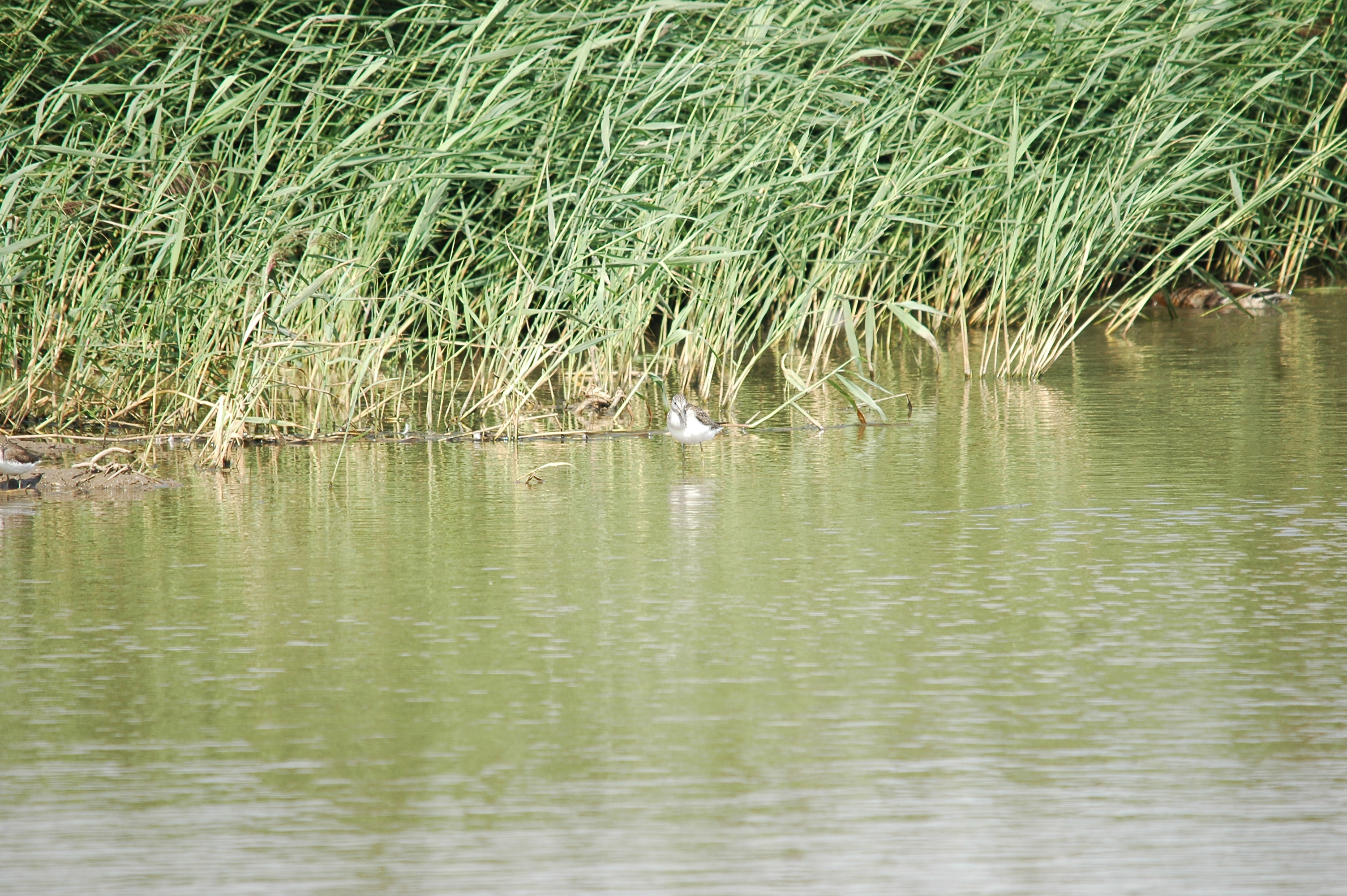 photos/wildlife/Bird_Species/063-Waders/1556-Common_Greenshank/20090819-Blacktoft-02.jpg