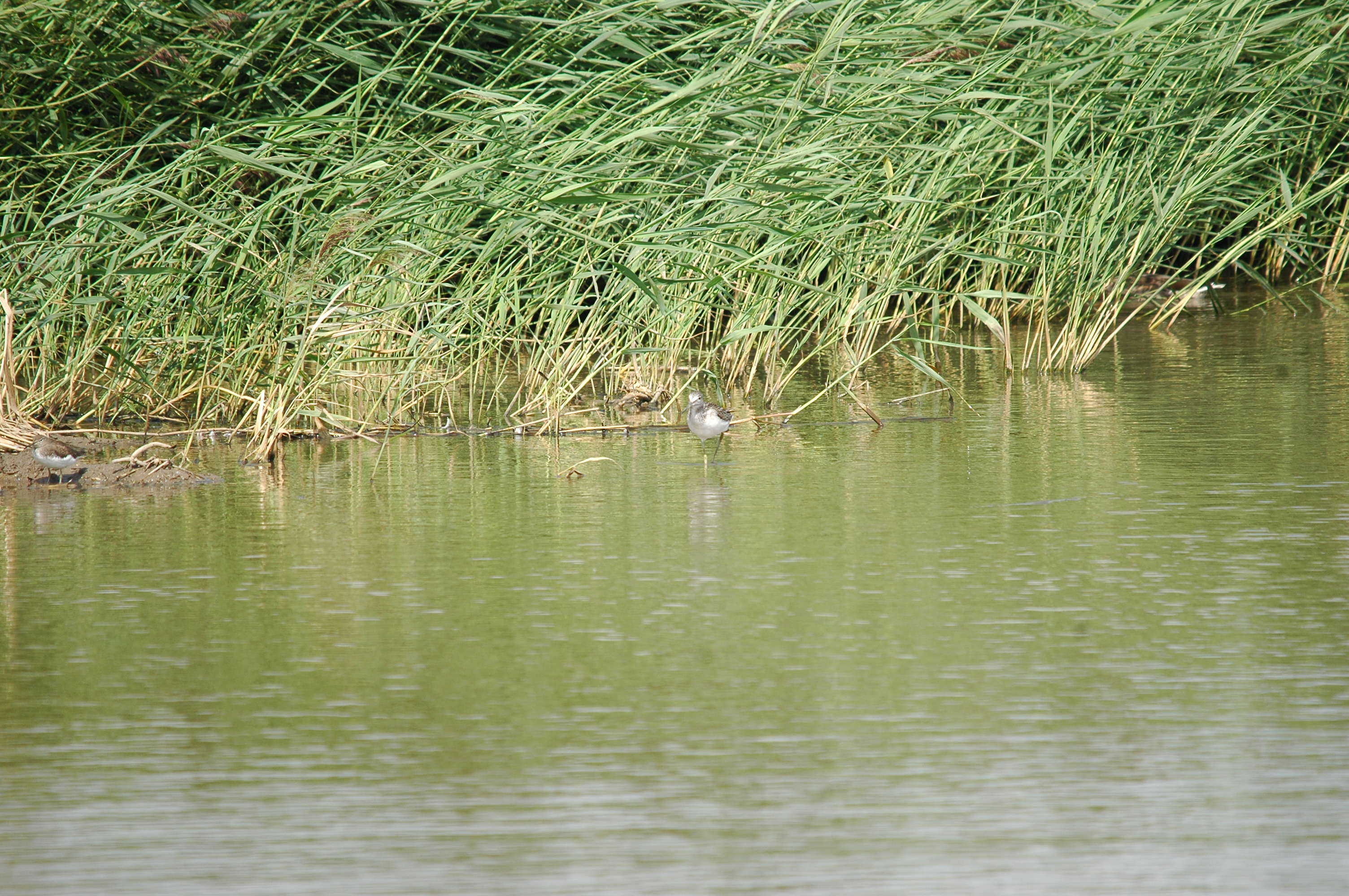 photos/wildlife/Bird_Species/063-Waders/1556-Common_Greenshank/20090819-Blacktoft-03.jpg