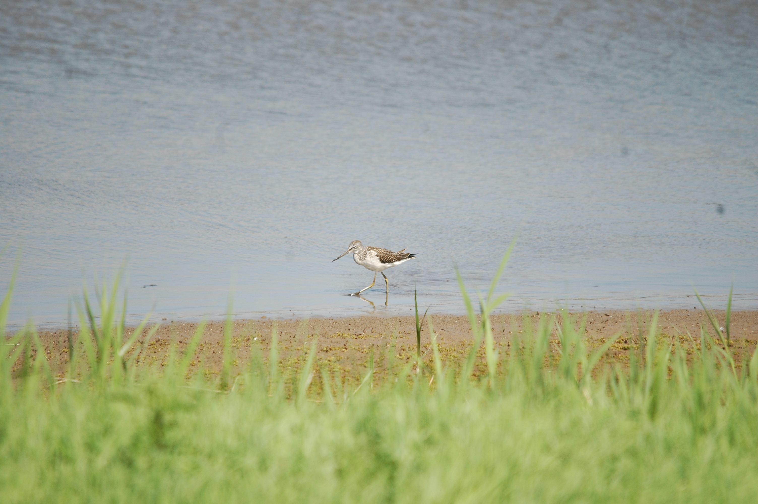 photos/wildlife/Bird_Species/063-Waders/1556-Common_Greenshank/20090819-Blacktoft-04.jpg