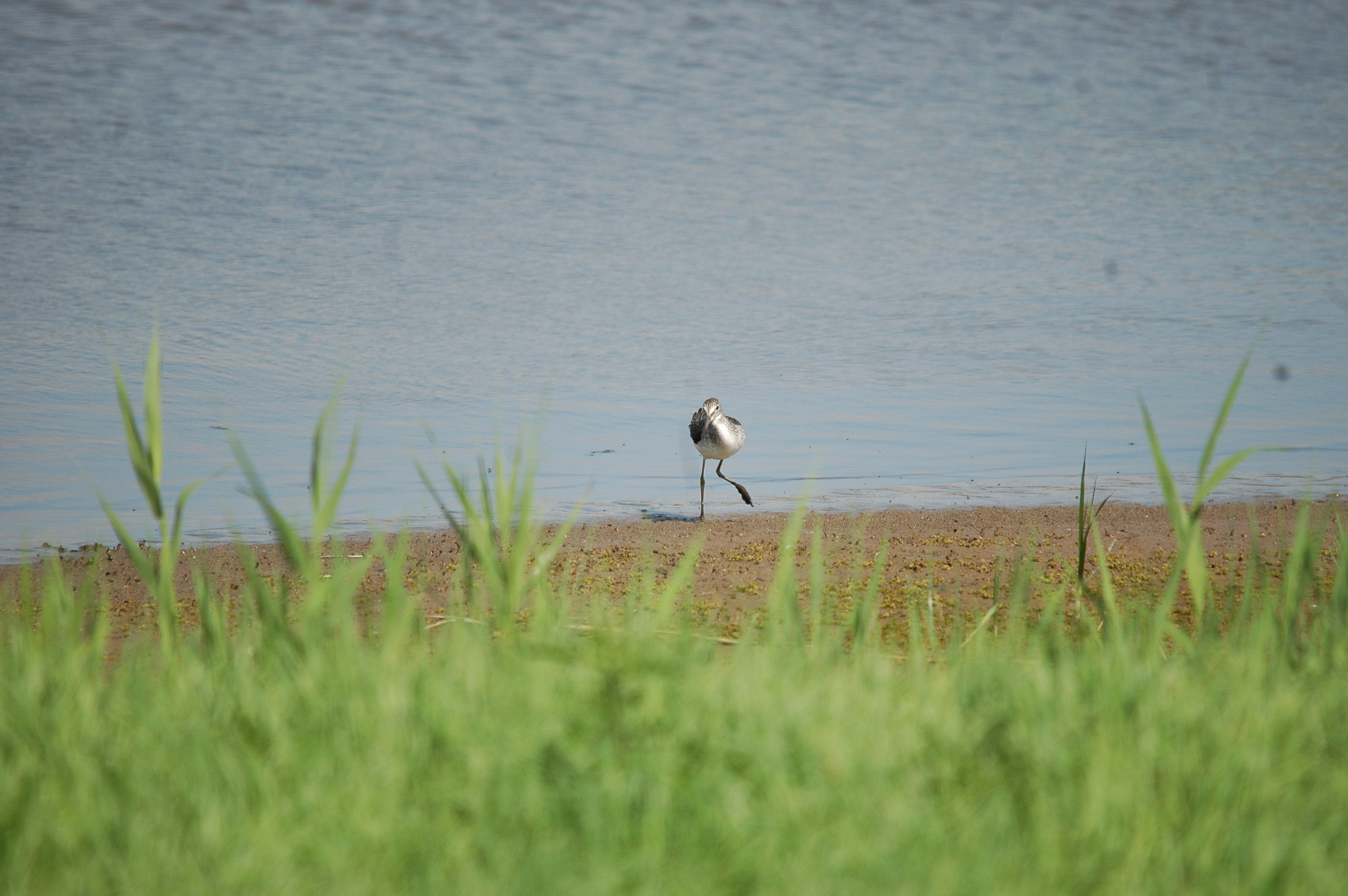 photos/wildlife/Bird_Species/063-Waders/1556-Common_Greenshank/20090819-Blacktoft-05.jpg