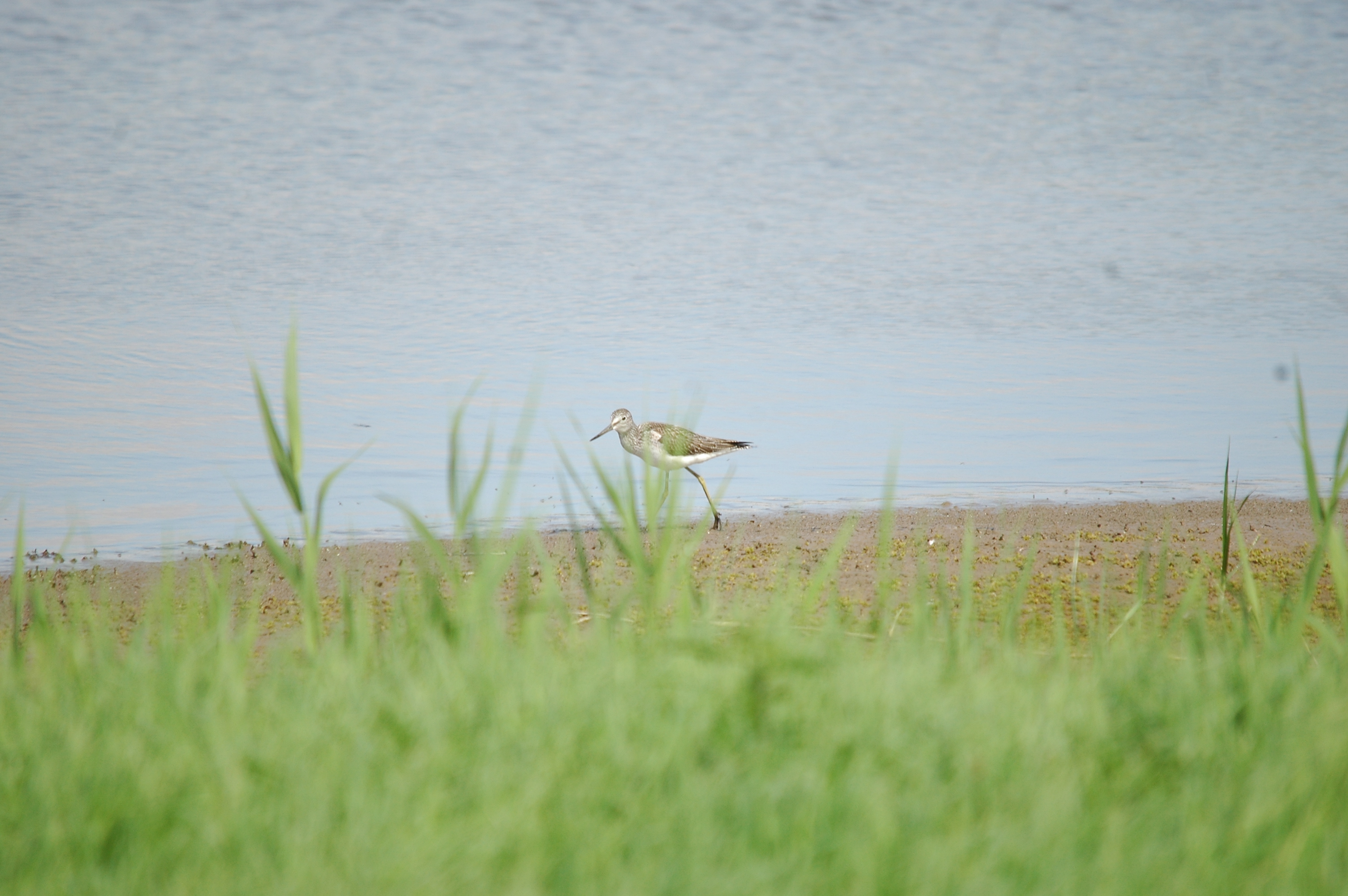 photos/wildlife/Bird_Species/063-Waders/1556-Common_Greenshank/20090819-Blacktoft-06.jpg
