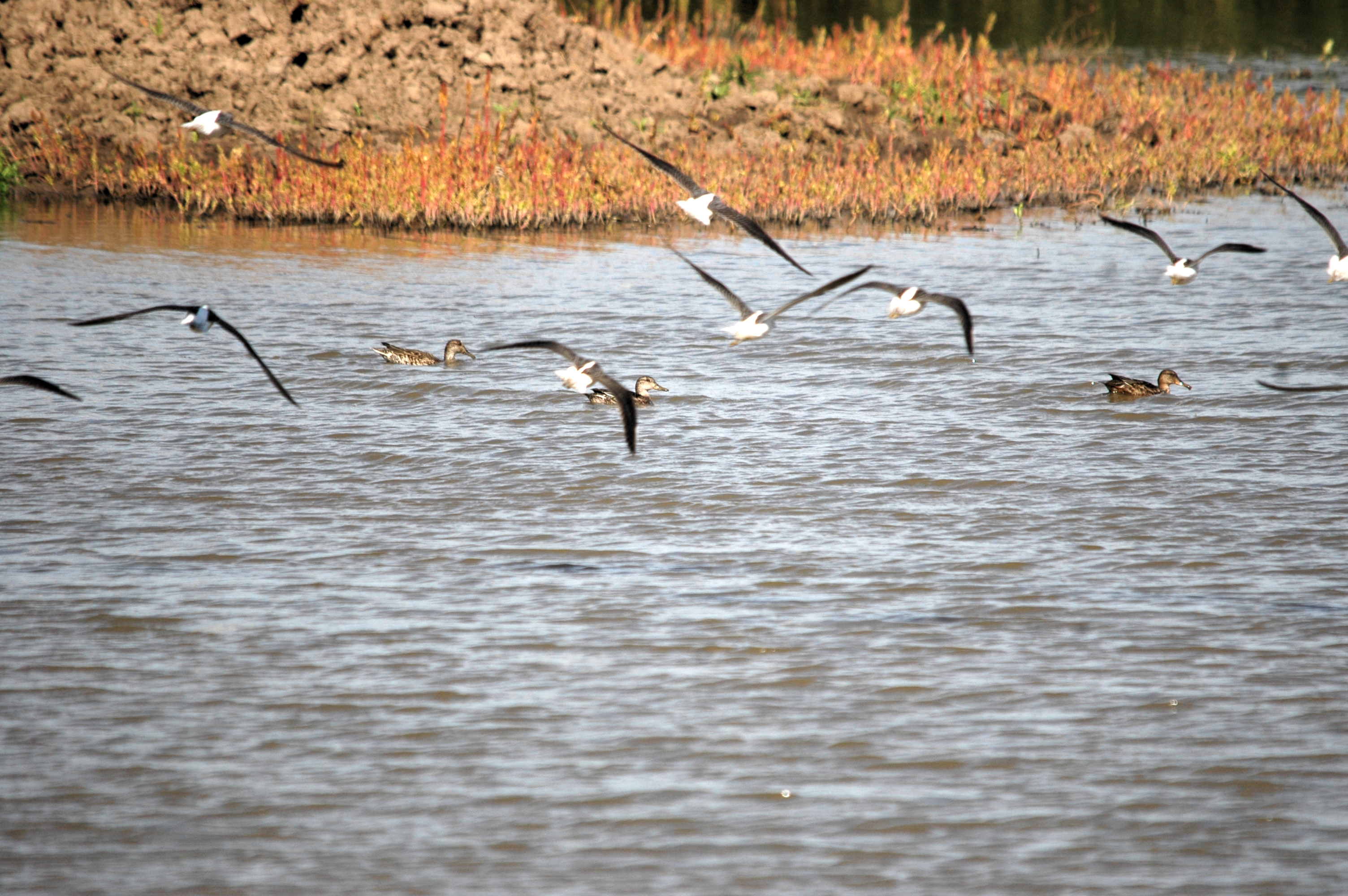 photos/wildlife/Bird_Species/063-Waders/1556-Common_Greenshank/20090909-Blacktoft-01.jpg