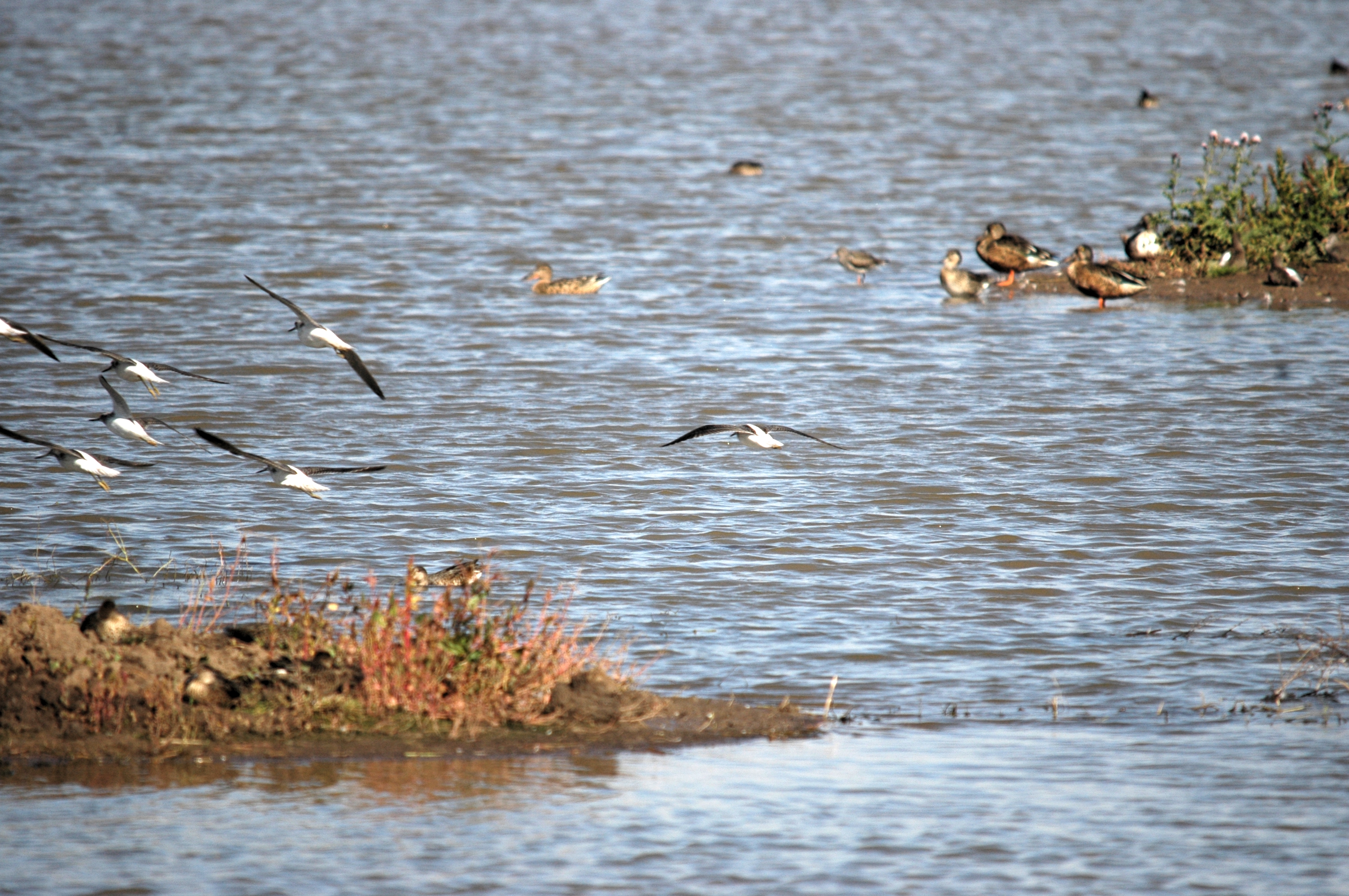 photos/wildlife/Bird_Species/063-Waders/1556-Common_Greenshank/20090909-Blacktoft-02.jpg
