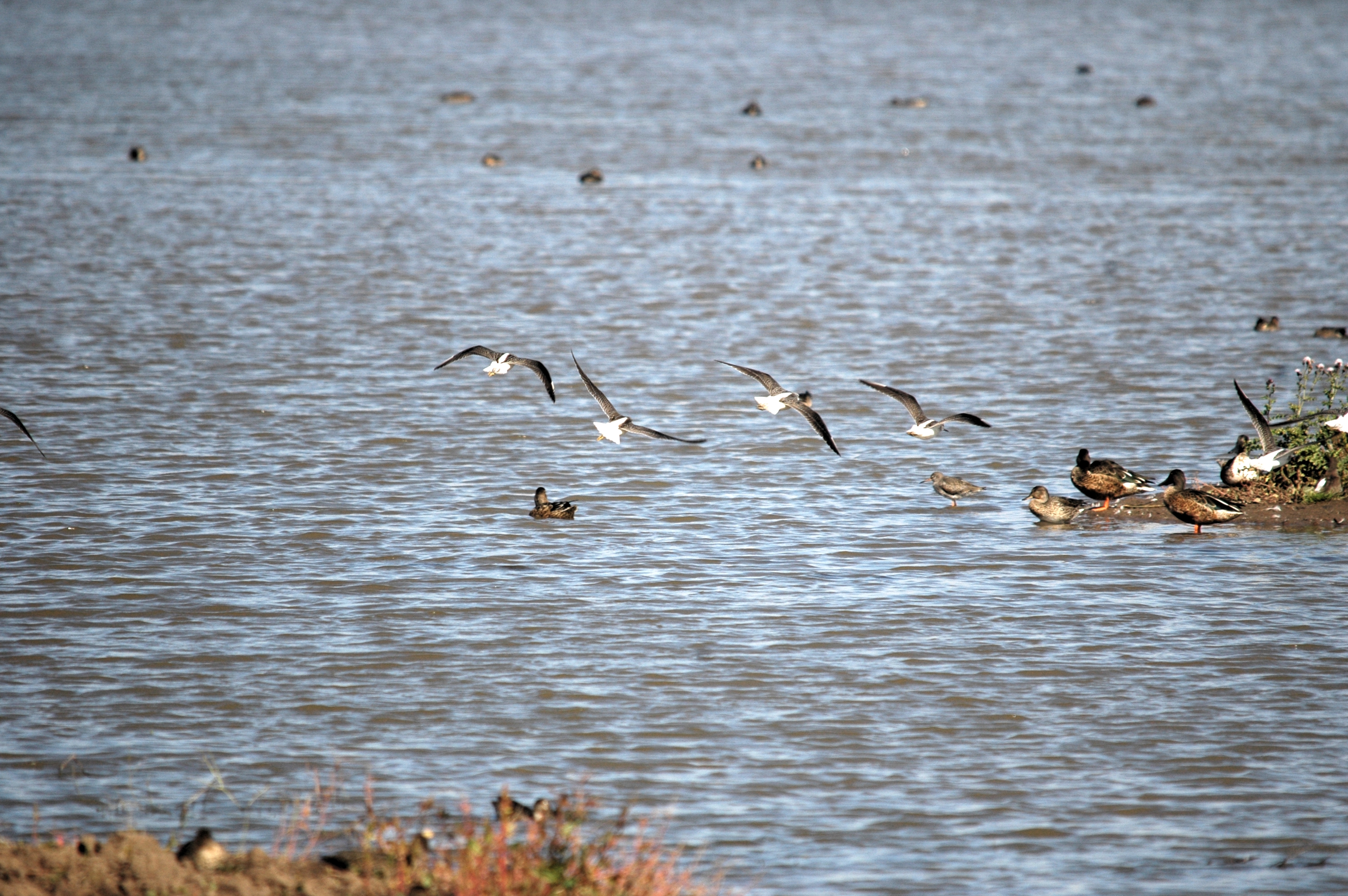 photos/wildlife/Bird_Species/063-Waders/1556-Common_Greenshank/20090909-Blacktoft-03.jpg