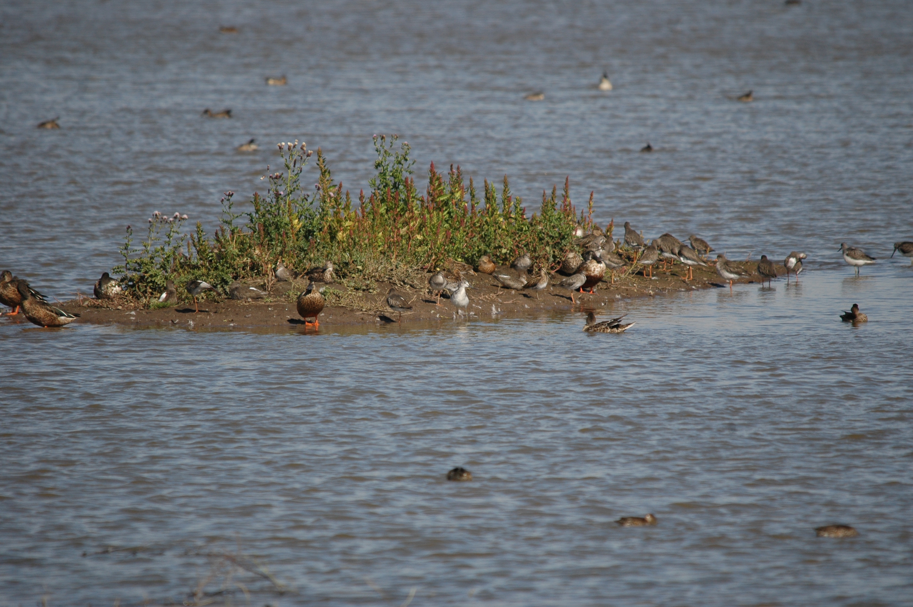 photos/wildlife/Bird_Species/063-Waders/1556-Common_Greenshank/20090909-Blacktoft-04.jpg