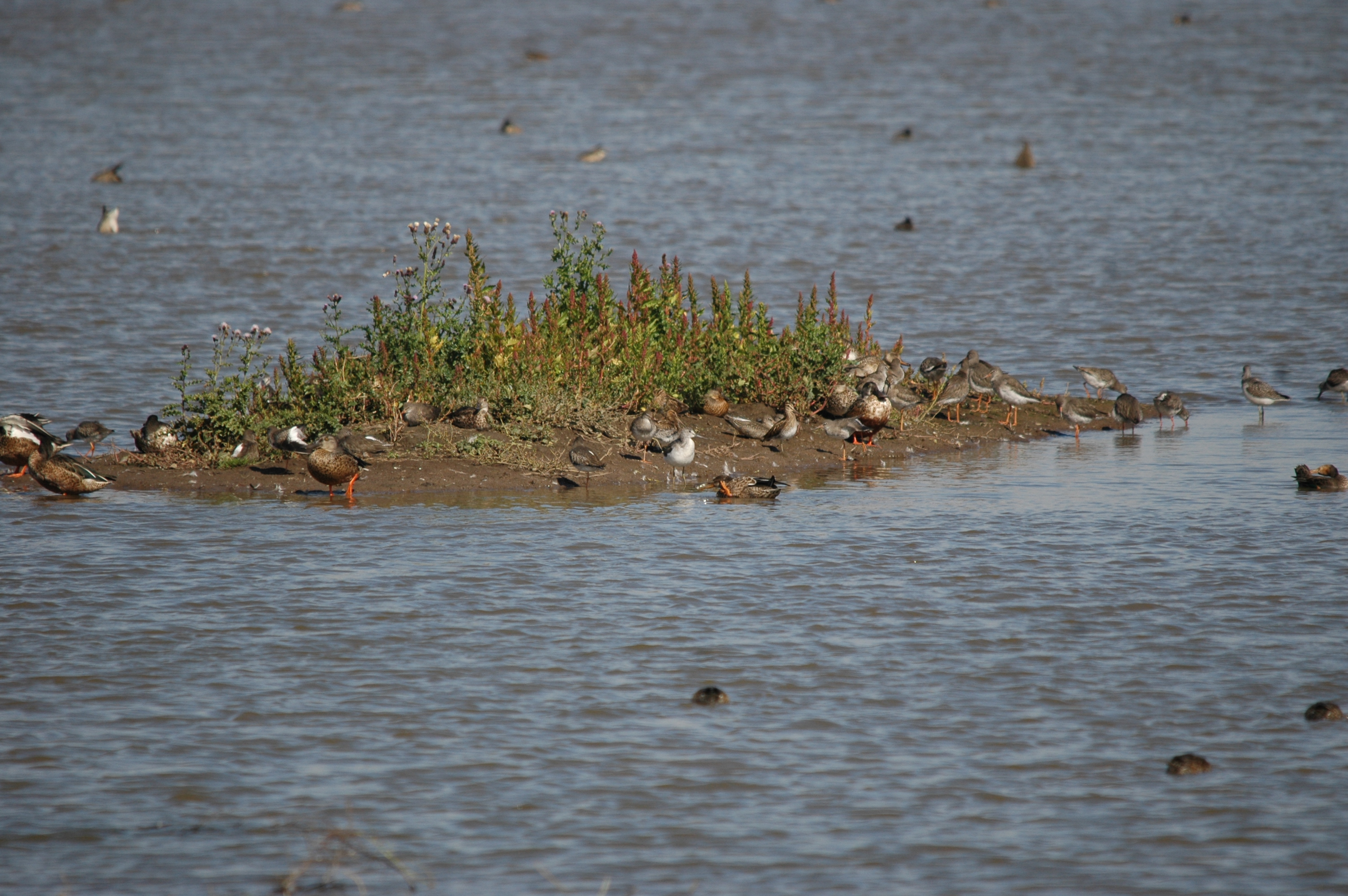 photos/wildlife/Bird_Species/063-Waders/1556-Common_Greenshank/20090909-Blacktoft-05.jpg