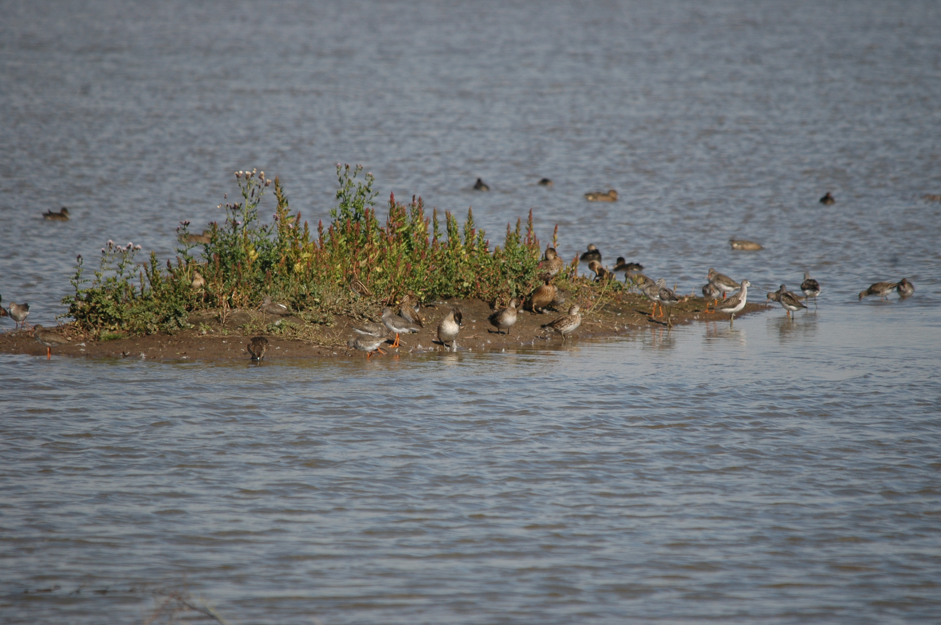 photos/wildlife/Bird_Species/063-Waders/1556-Common_Greenshank/20090909-Blacktoft-06.jpg