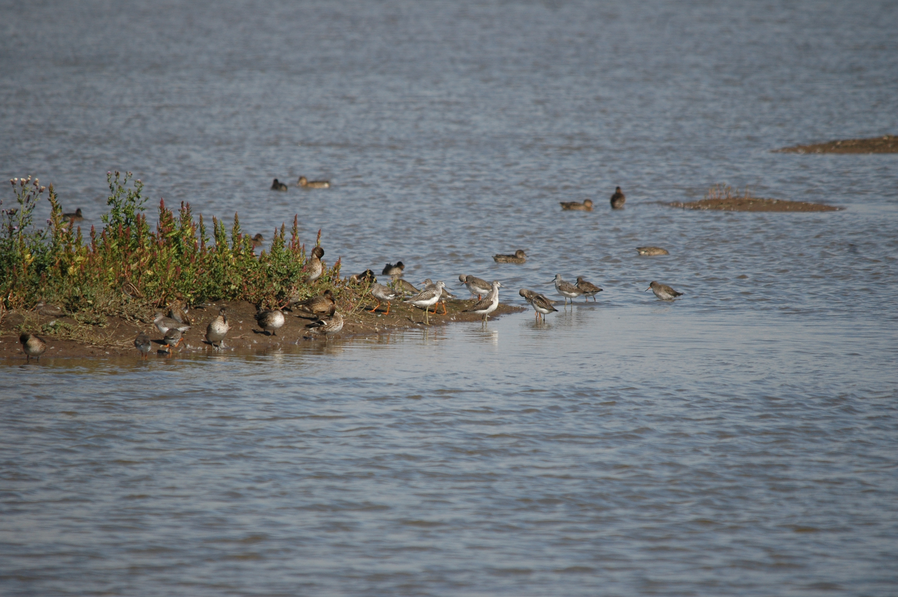 photos/wildlife/Bird_Species/063-Waders/1556-Common_Greenshank/20090909-Blacktoft-07.jpg