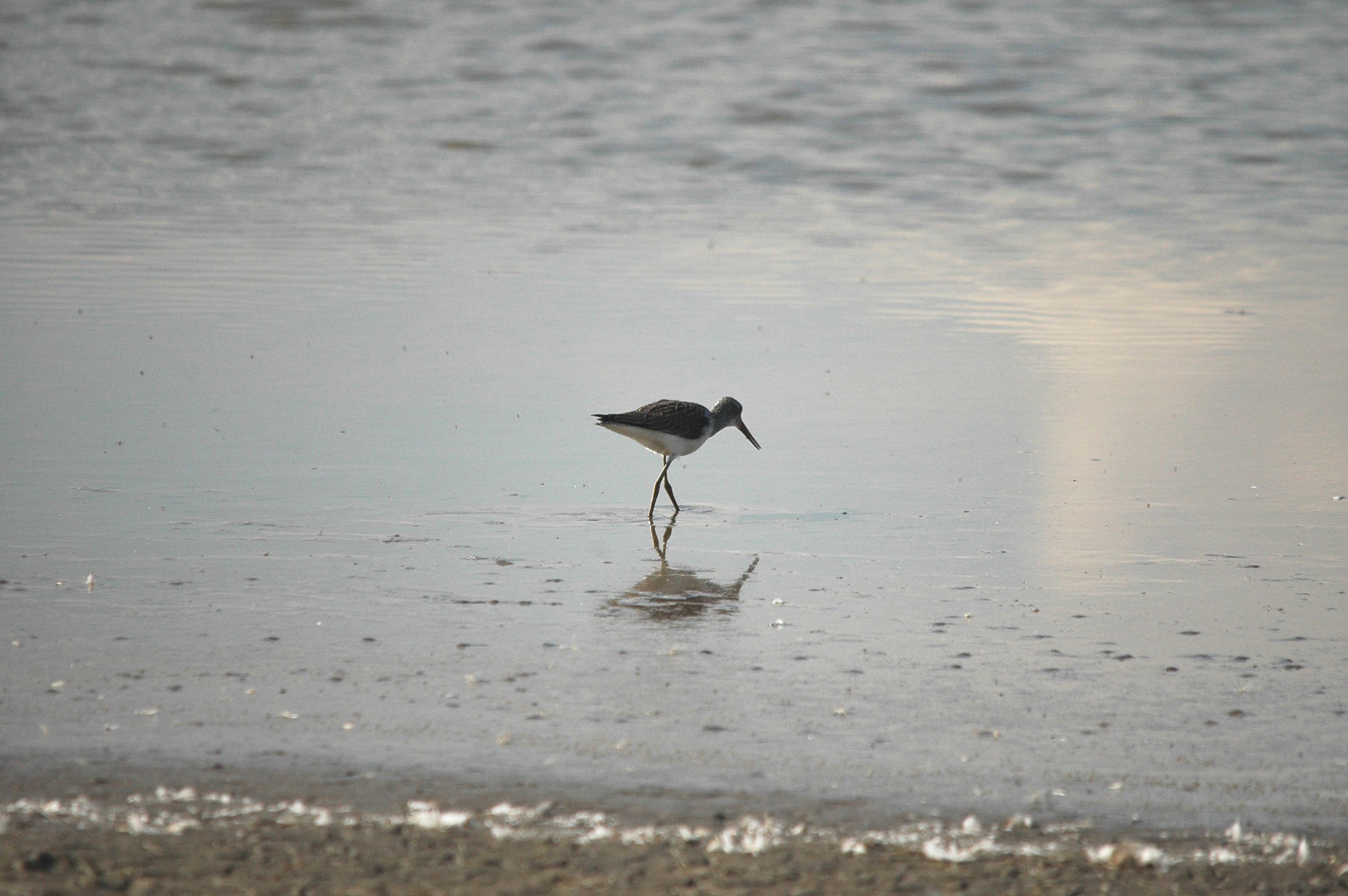 photos/wildlife/Bird_Species/063-Waders/1556-Common_Greenshank/DSC_3330.JPG