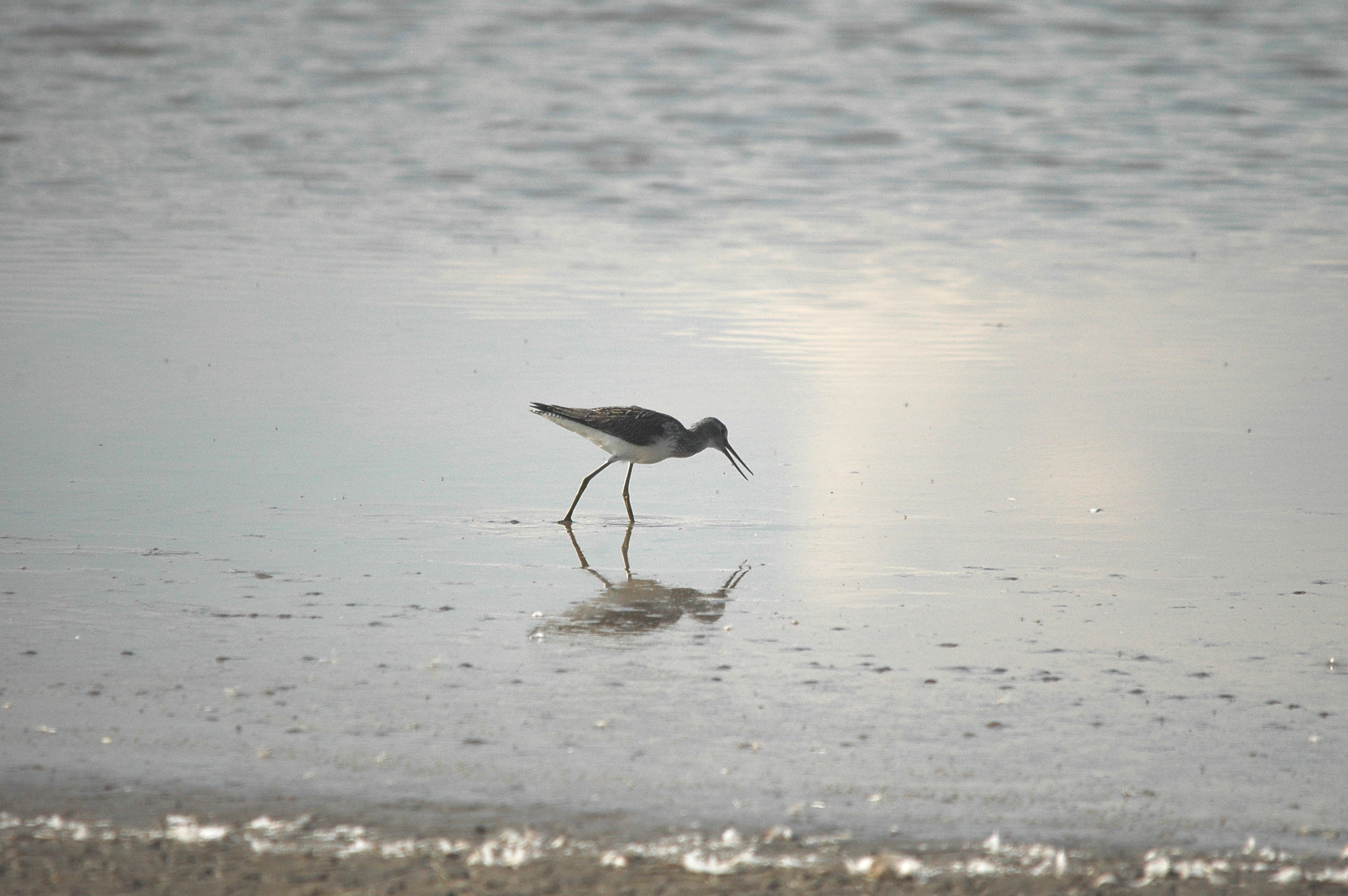 photos/wildlife/Bird_Species/063-Waders/1556-Common_Greenshank/DSC_3331.JPG