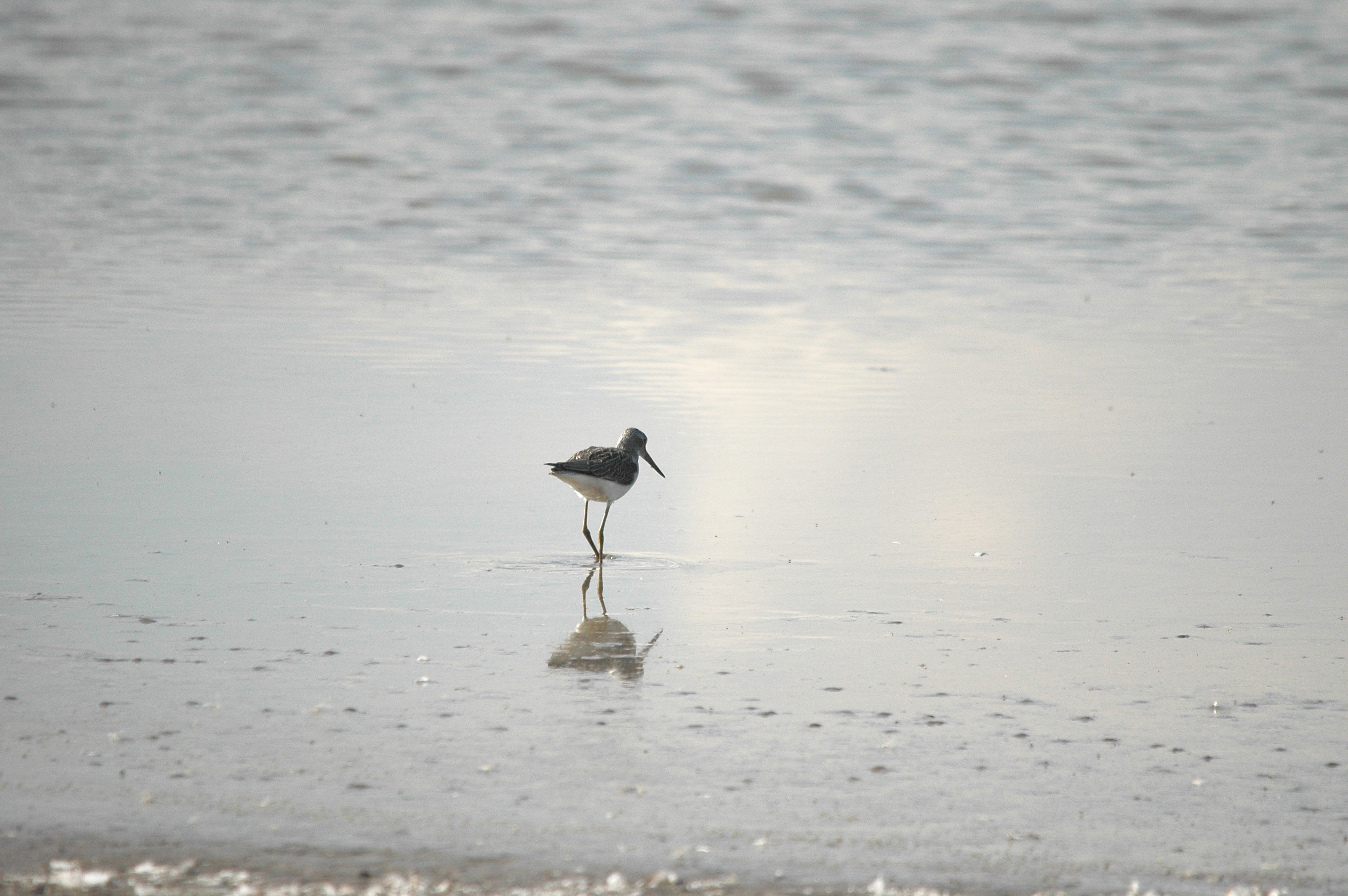 photos/wildlife/Bird_Species/063-Waders/1556-Common_Greenshank/DSC_3332.JPG
