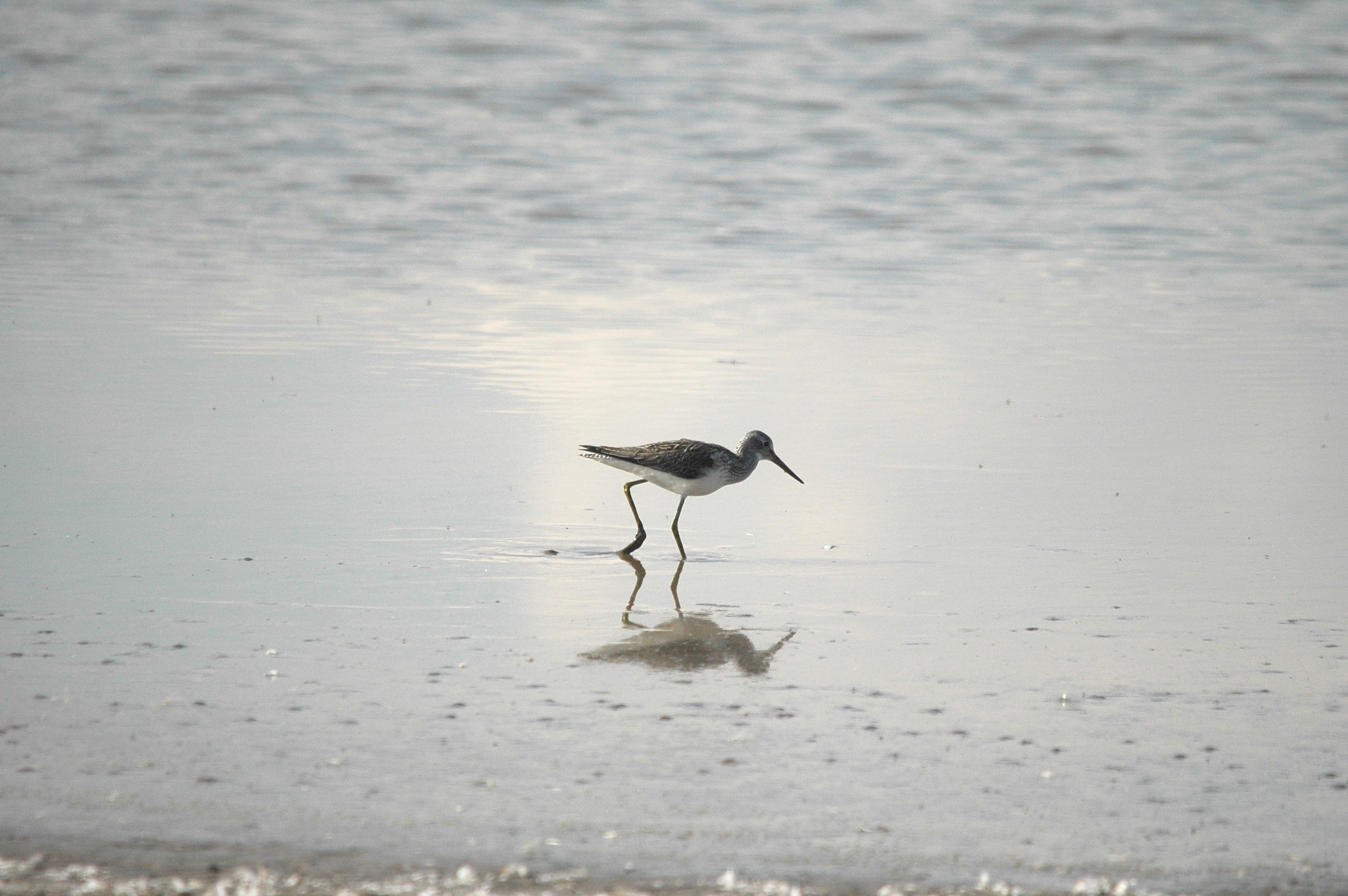 photos/wildlife/Bird_Species/063-Waders/1556-Common_Greenshank/DSC_3333.JPG