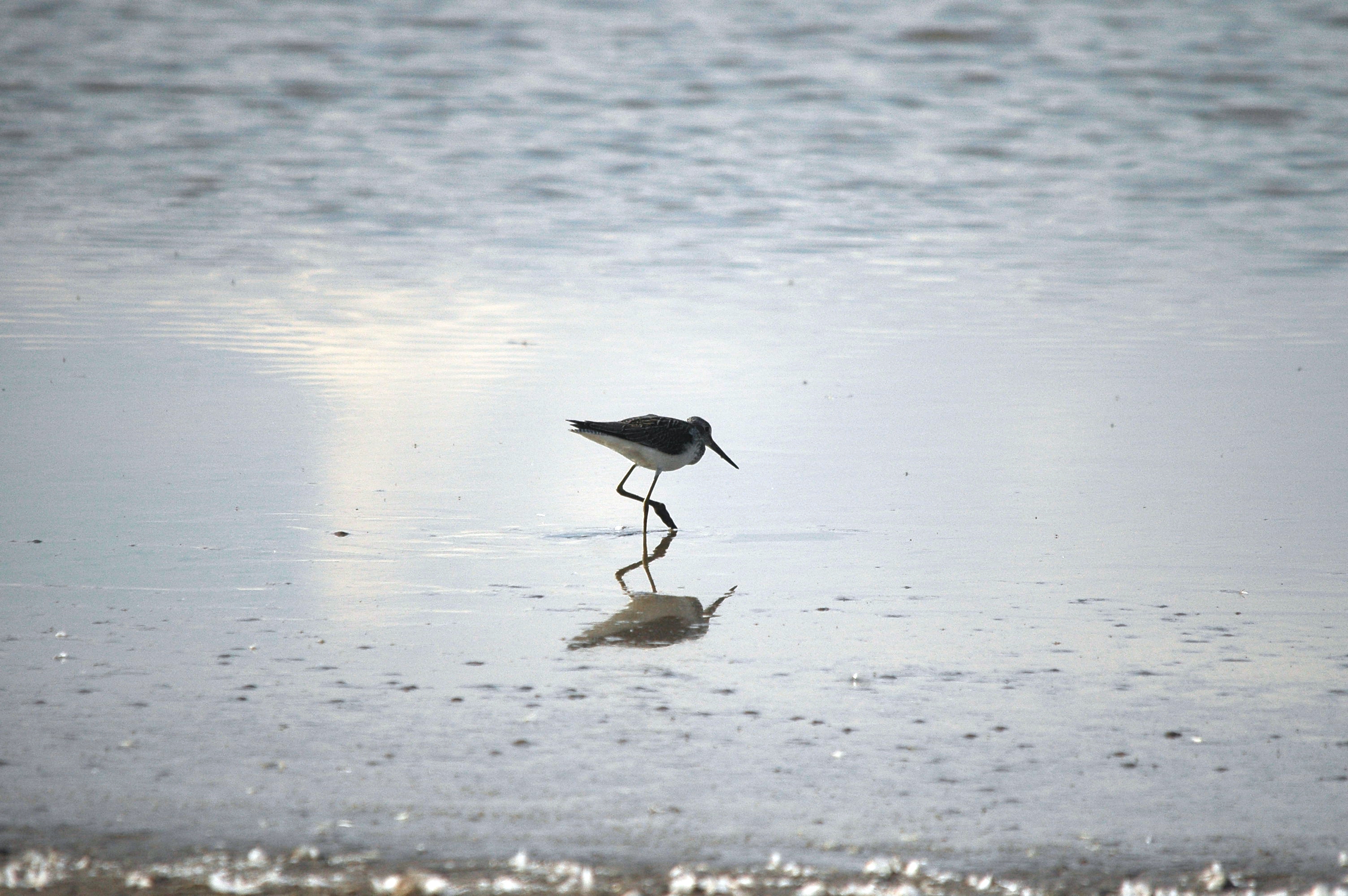 photos/wildlife/Bird_Species/063-Waders/1556-Common_Greenshank/DSC_3334.JPG