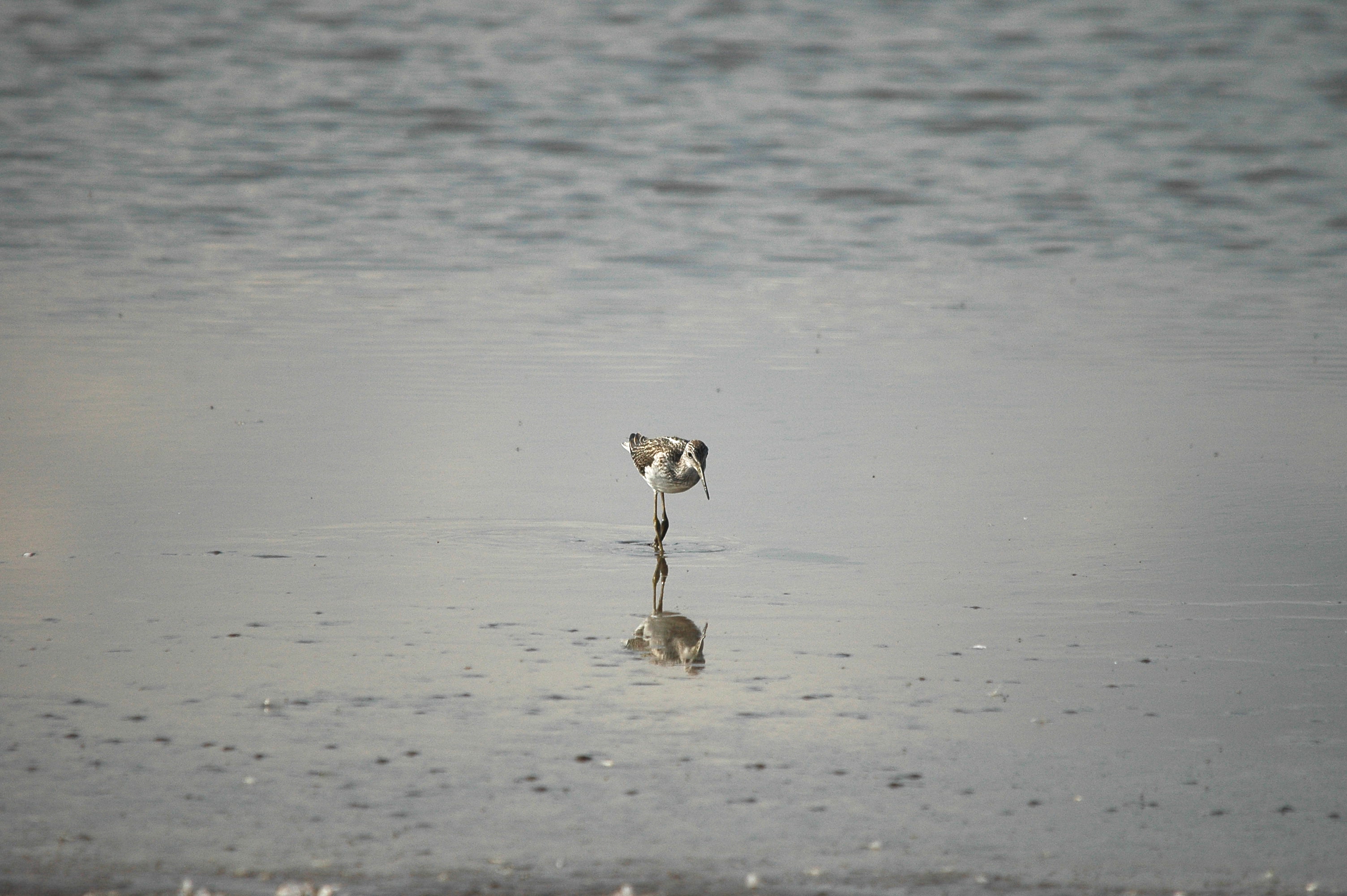 photos/wildlife/Bird_Species/063-Waders/1556-Common_Greenshank/DSC_3335.JPG