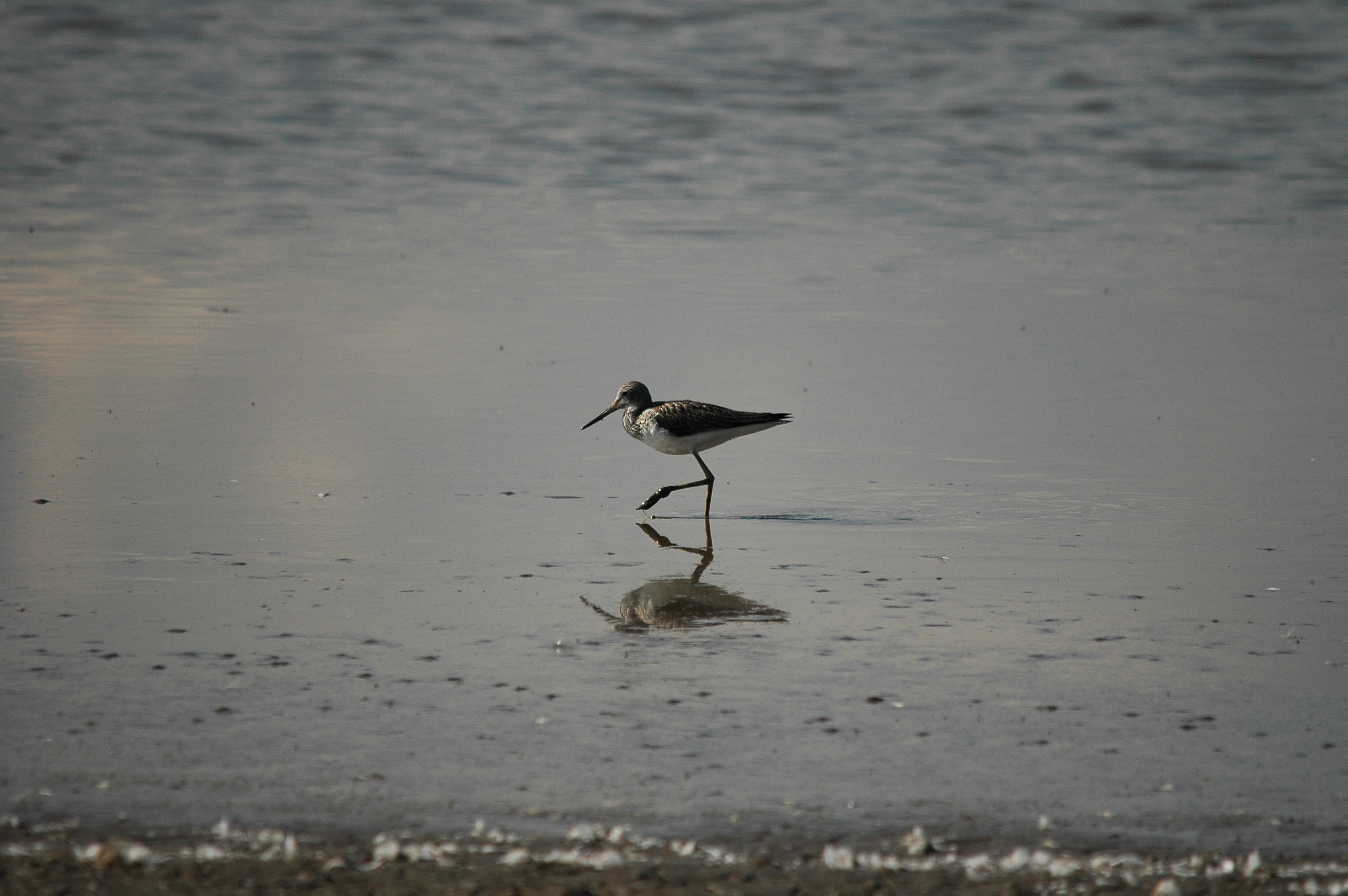 photos/wildlife/Bird_Species/063-Waders/1556-Common_Greenshank/DSC_3336.JPG