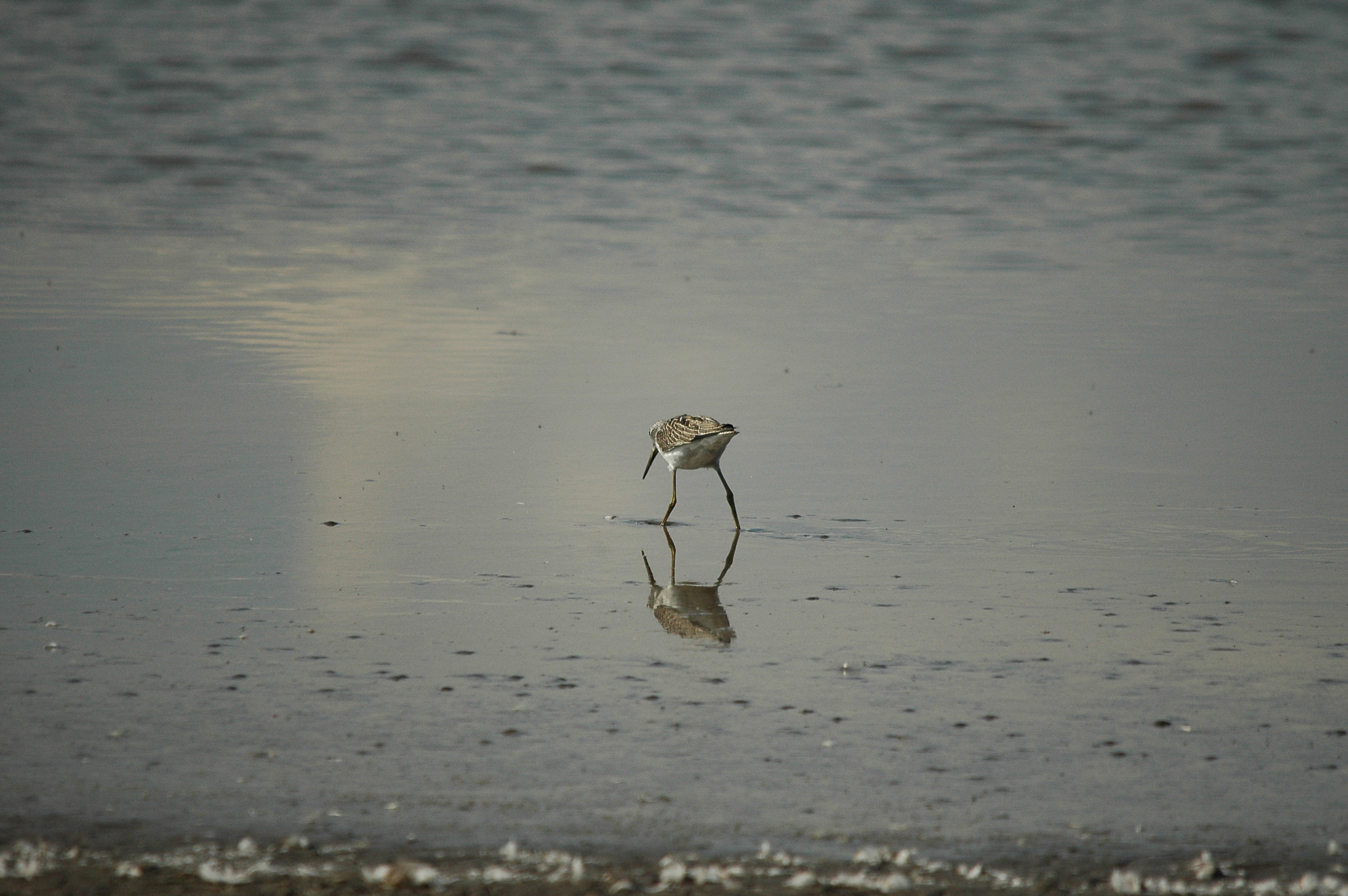 photos/wildlife/Bird_Species/063-Waders/1556-Common_Greenshank/DSC_3337.JPG