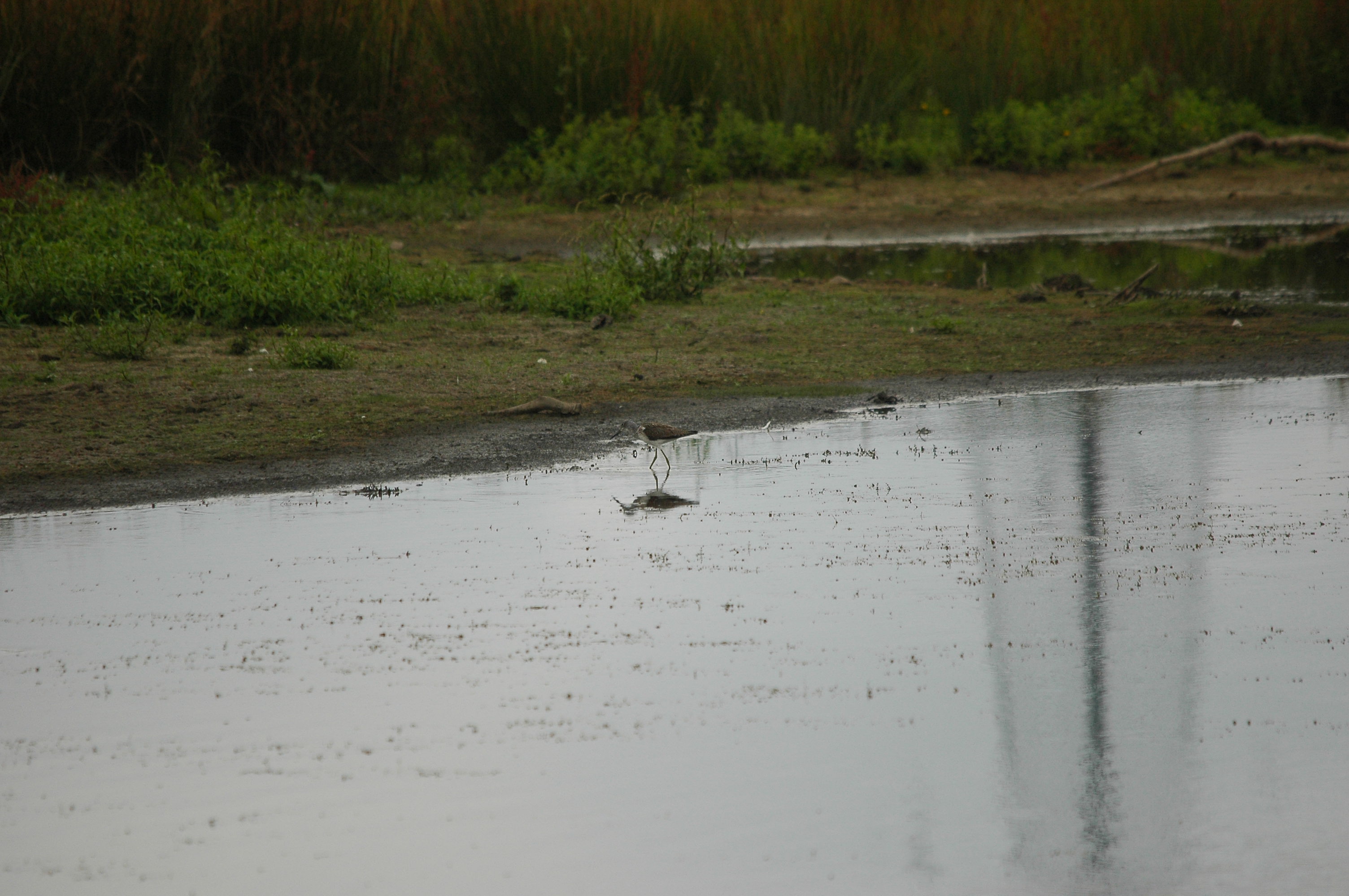 photos/wildlife/Bird_Species/063-Waders/1556-Common_Greenshank/dsc_2826.jpg