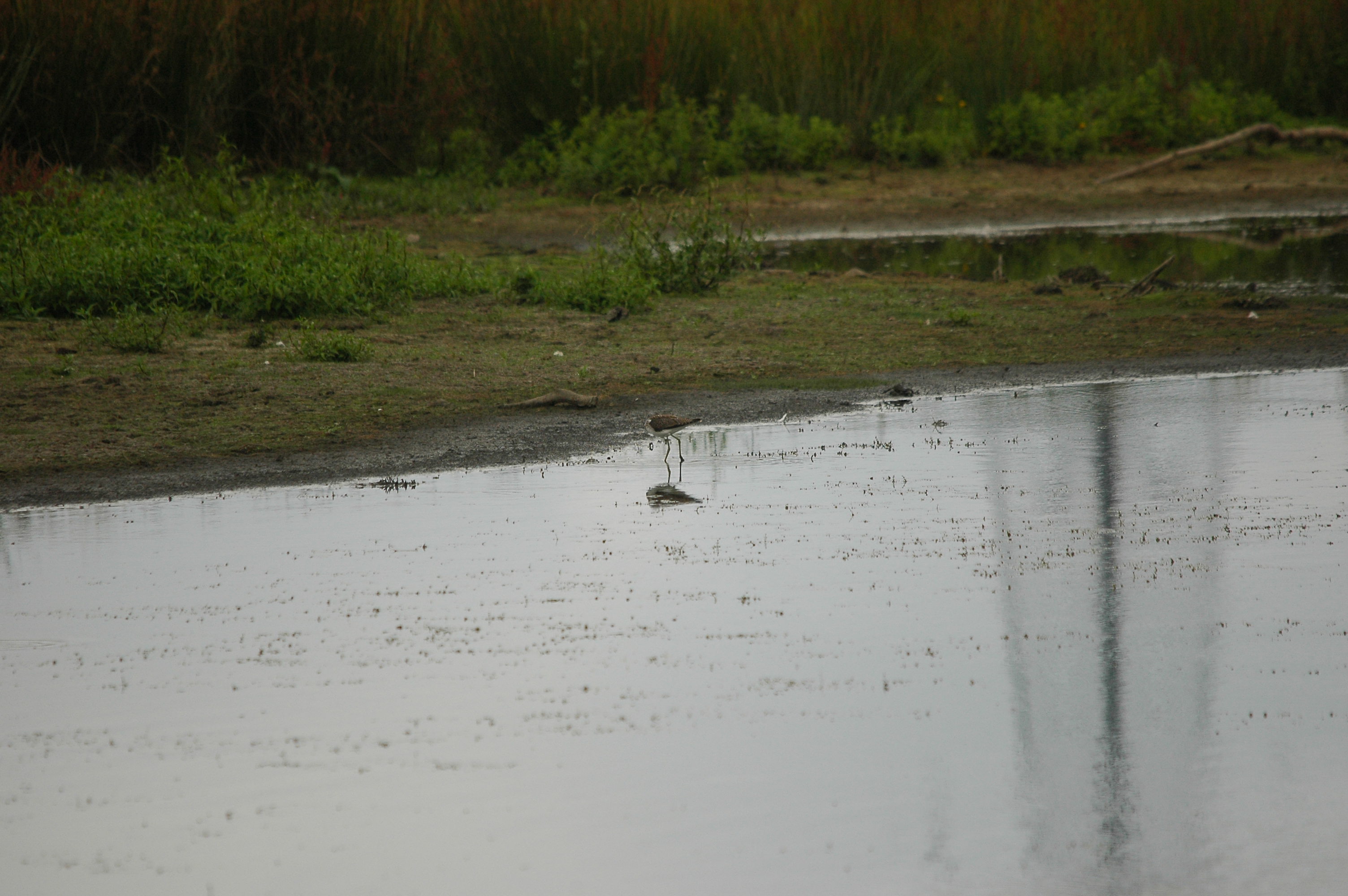 photos/wildlife/Bird_Species/063-Waders/1556-Common_Greenshank/dsc_2827.jpg