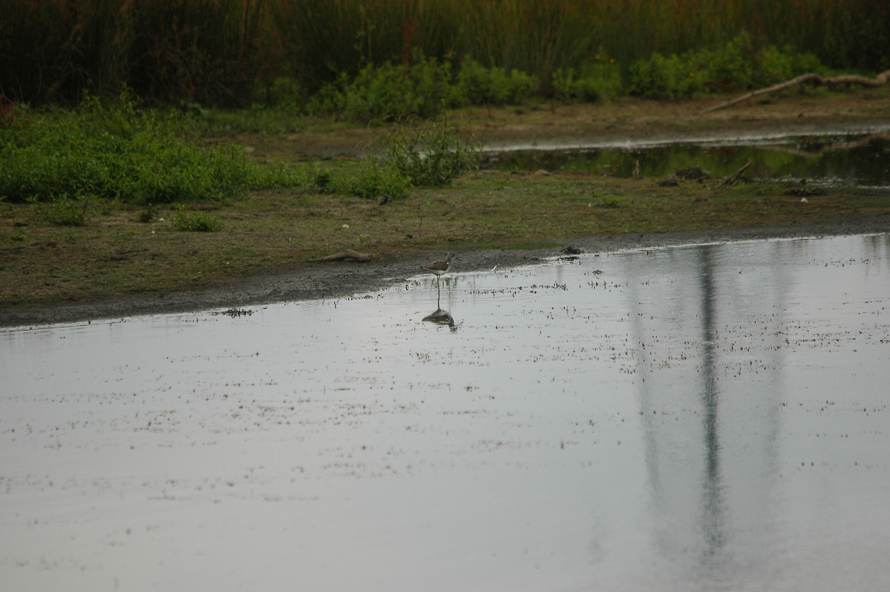 photos/wildlife/Bird_Species/063-Waders/1556-Common_Greenshank/dsc_2831.jpg