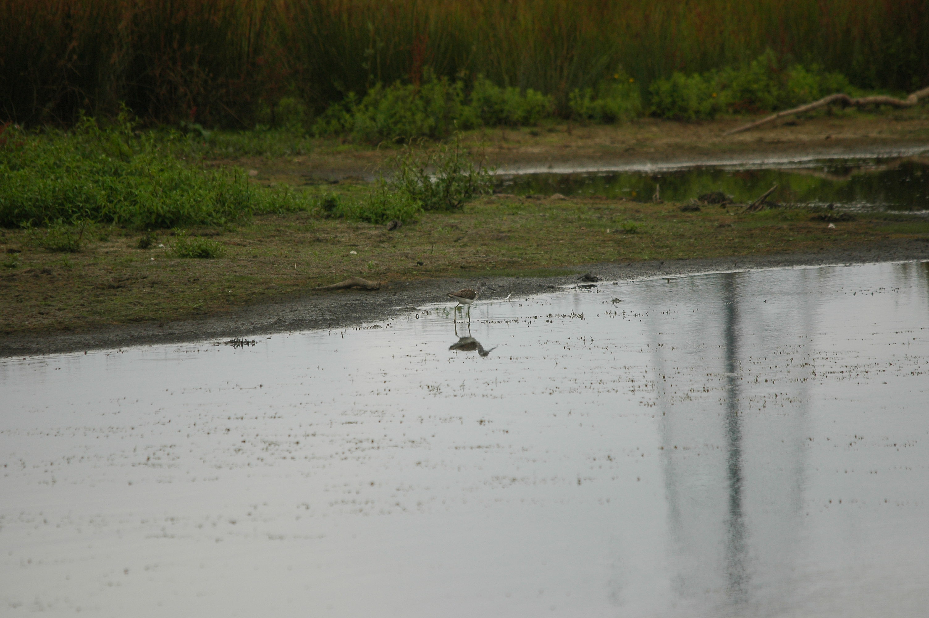 photos/wildlife/Bird_Species/063-Waders/1556-Common_Greenshank/dsc_2832.jpg