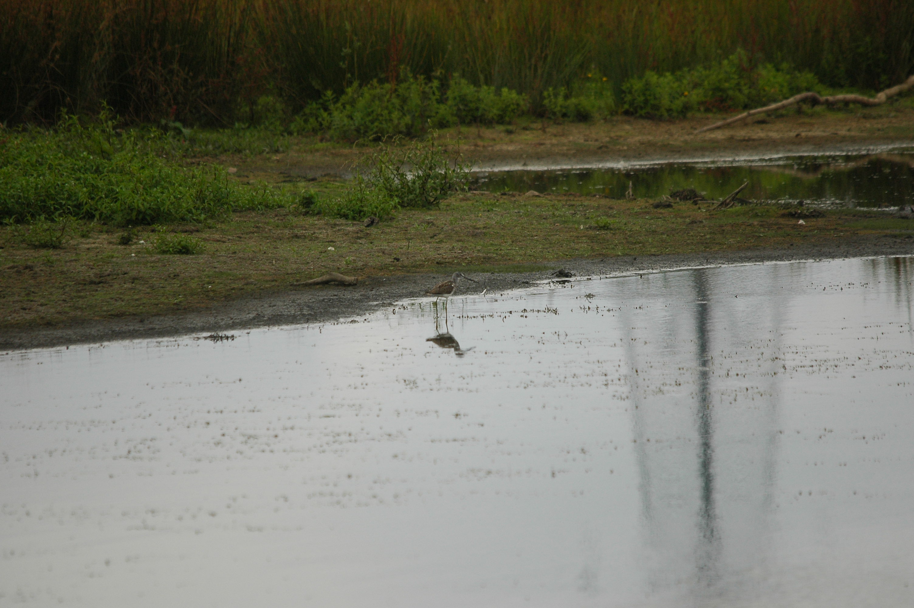 photos/wildlife/Bird_Species/063-Waders/1556-Common_Greenshank/dsc_2834.jpg