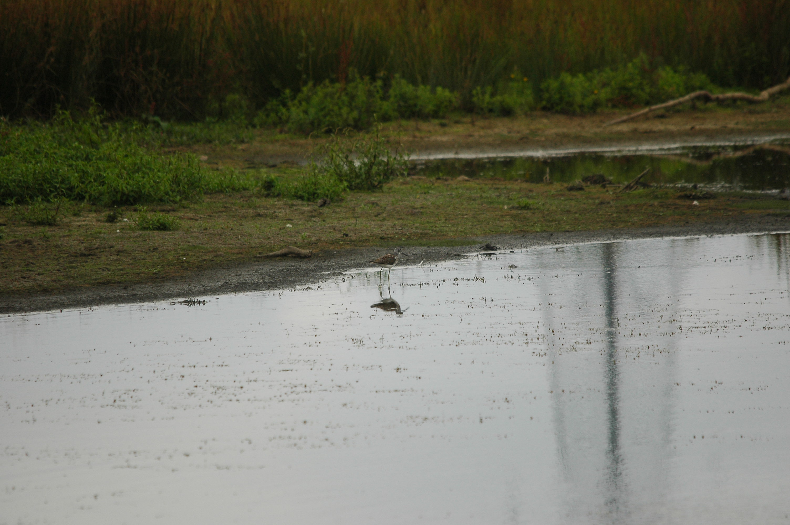 photos/wildlife/Bird_Species/063-Waders/1556-Common_Greenshank/dsc_2835.jpg
