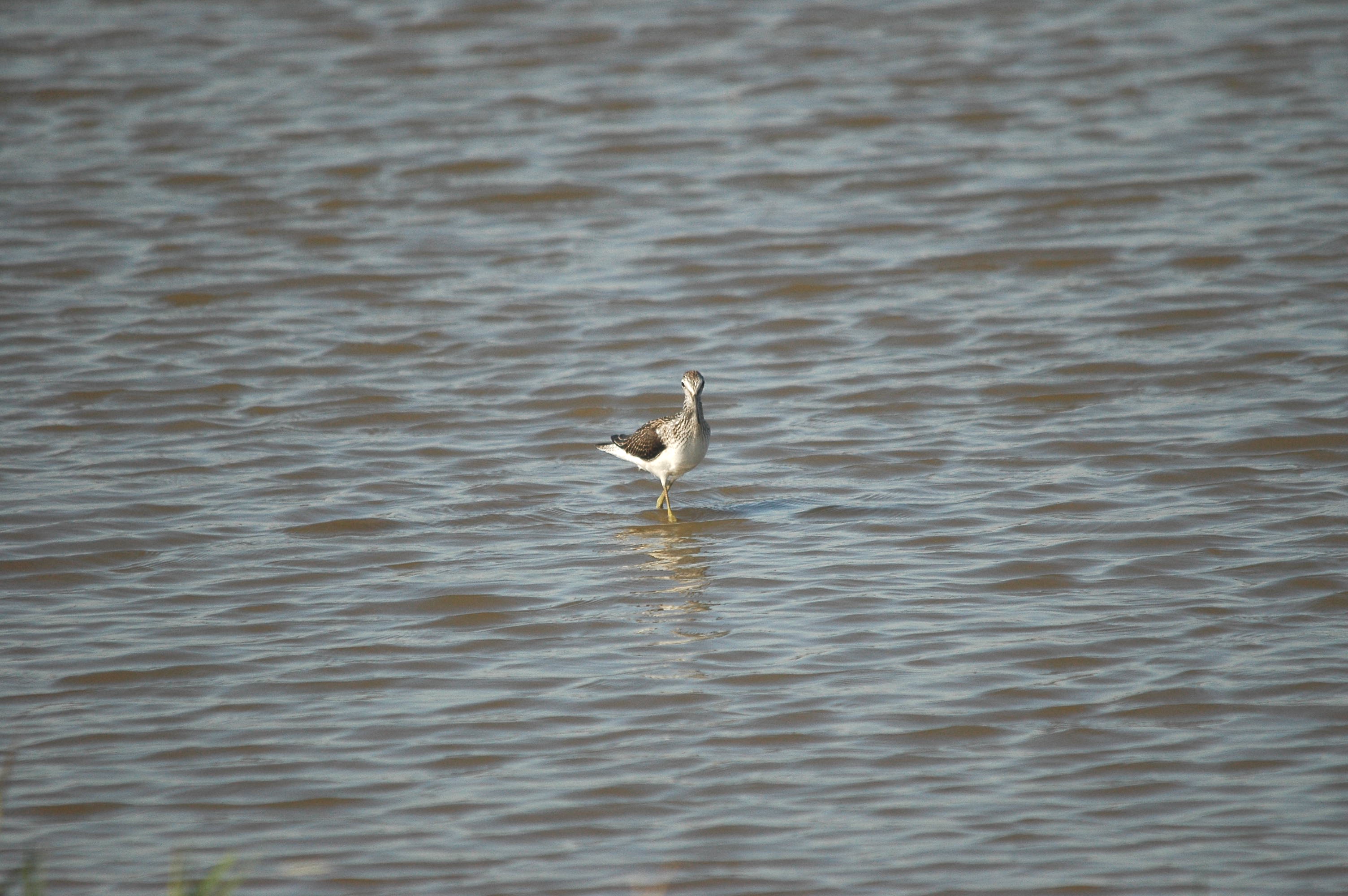 photos/wildlife/Bird_Species/063-Waders/1556-Common_Greenshank/dsc_3046.jpg