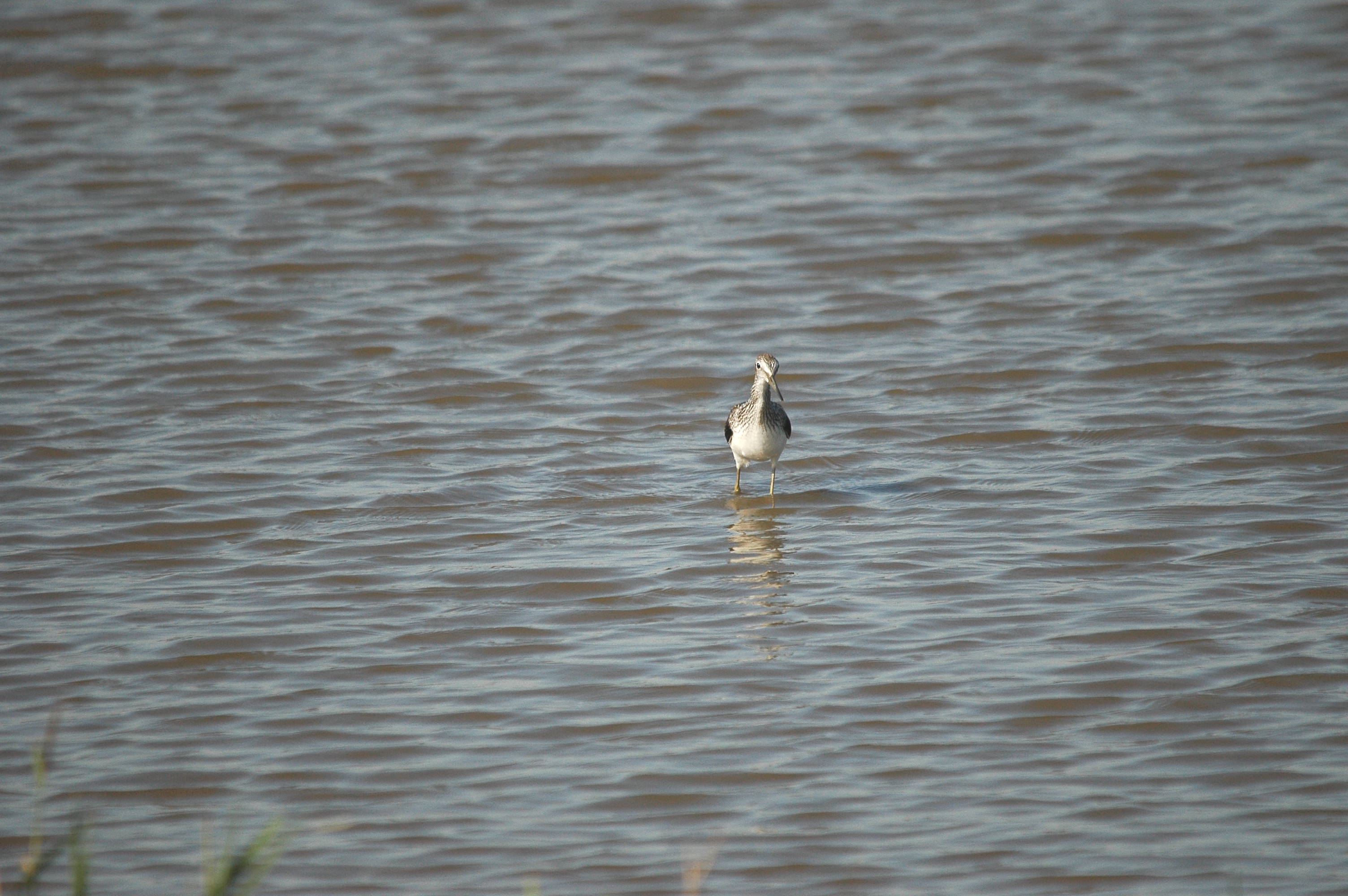 photos/wildlife/Bird_Species/063-Waders/1556-Common_Greenshank/dsc_3047.jpg