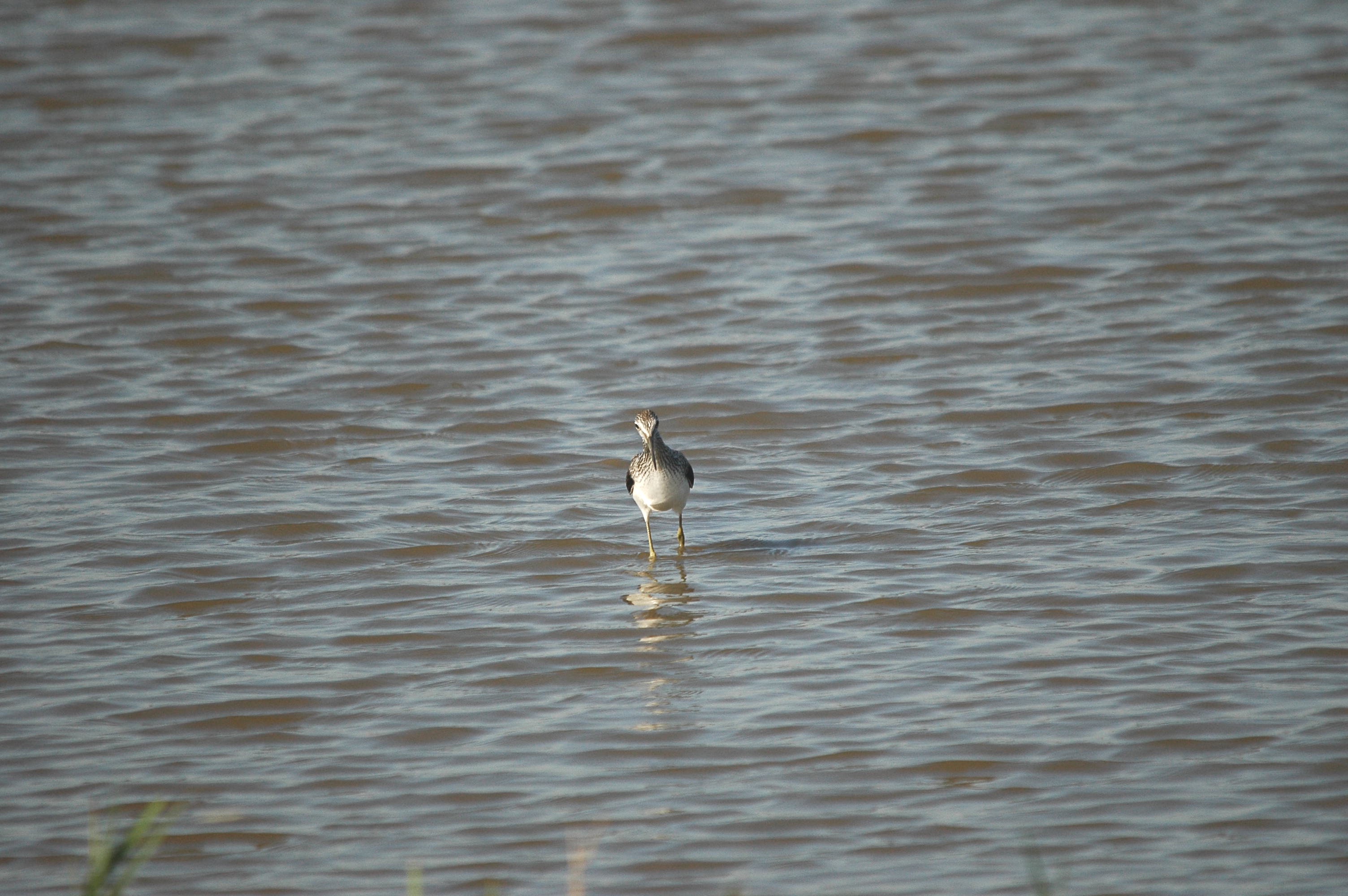 photos/wildlife/Bird_Species/063-Waders/1556-Common_Greenshank/dsc_3048.jpg