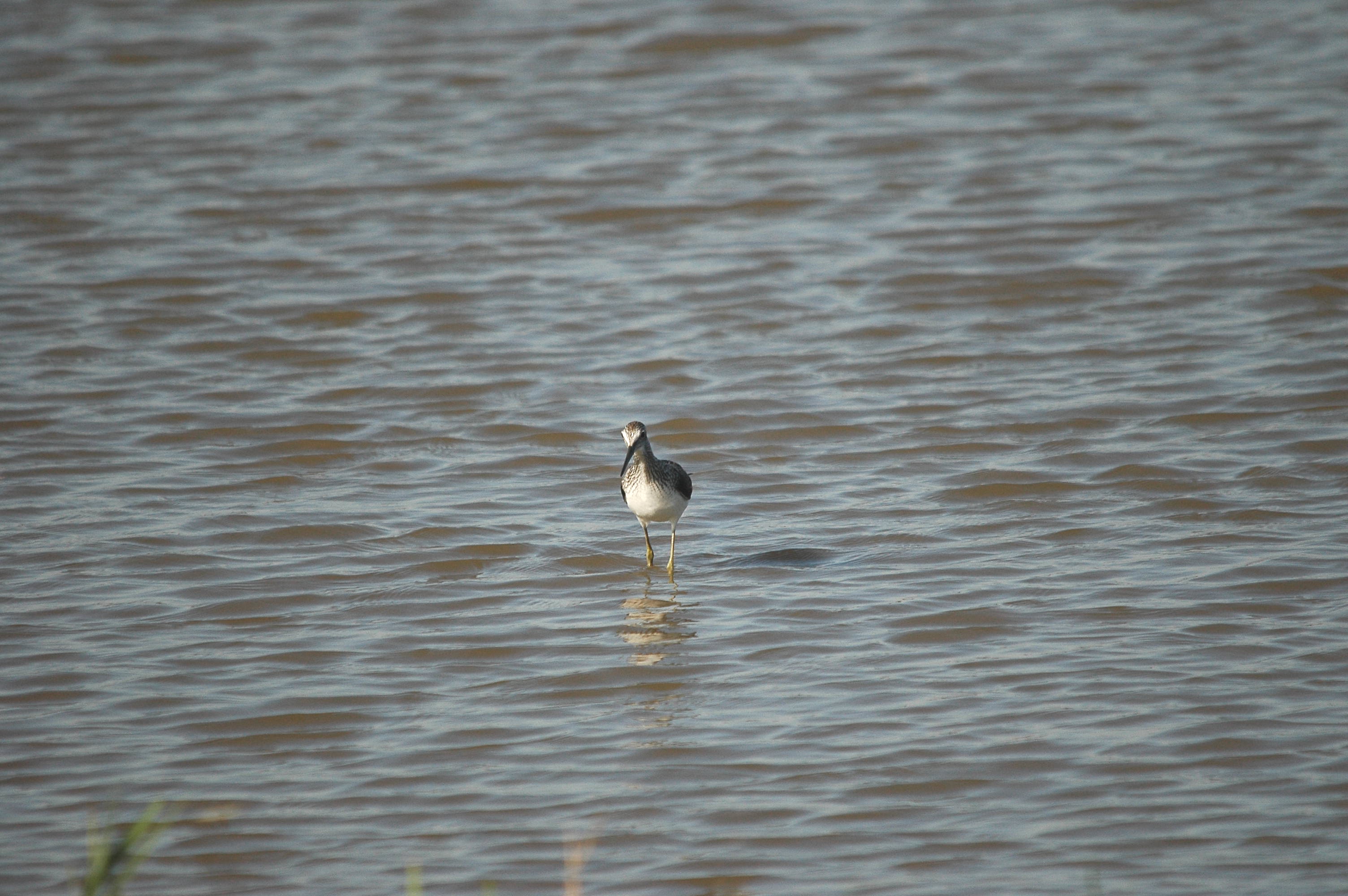 photos/wildlife/Bird_Species/063-Waders/1556-Common_Greenshank/dsc_3049.jpg