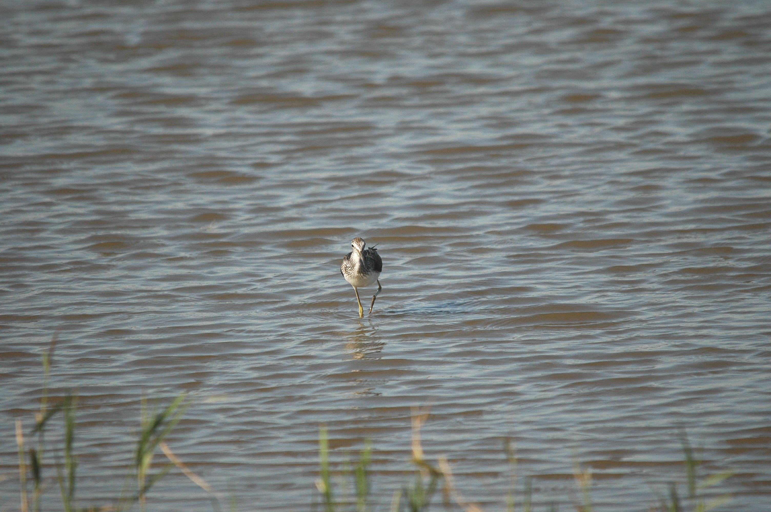 photos/wildlife/Bird_Species/063-Waders/1556-Common_Greenshank/dsc_3050.jpg