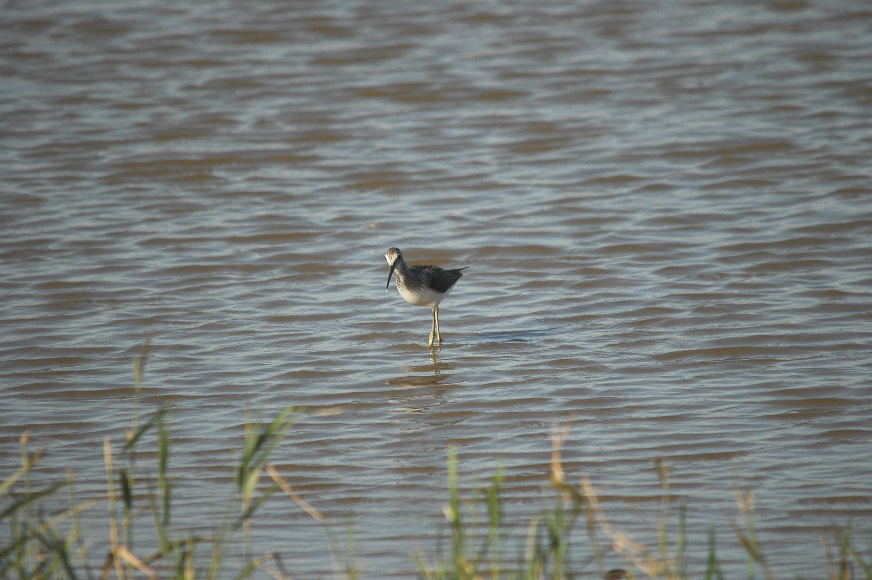 photos/wildlife/Bird_Species/063-Waders/1556-Common_Greenshank/dsc_3051.jpg