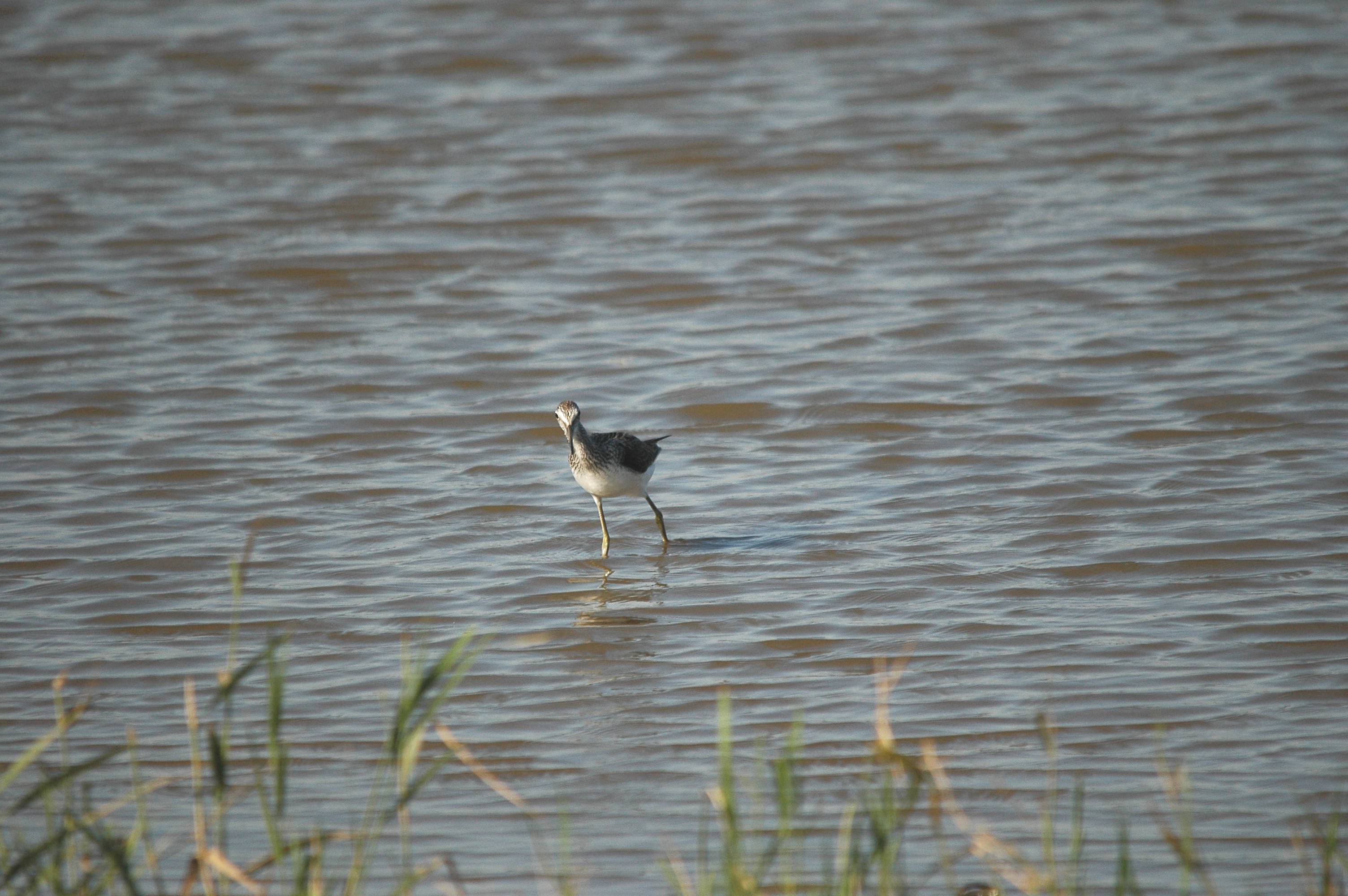 photos/wildlife/Bird_Species/063-Waders/1556-Common_Greenshank/dsc_3052.jpg