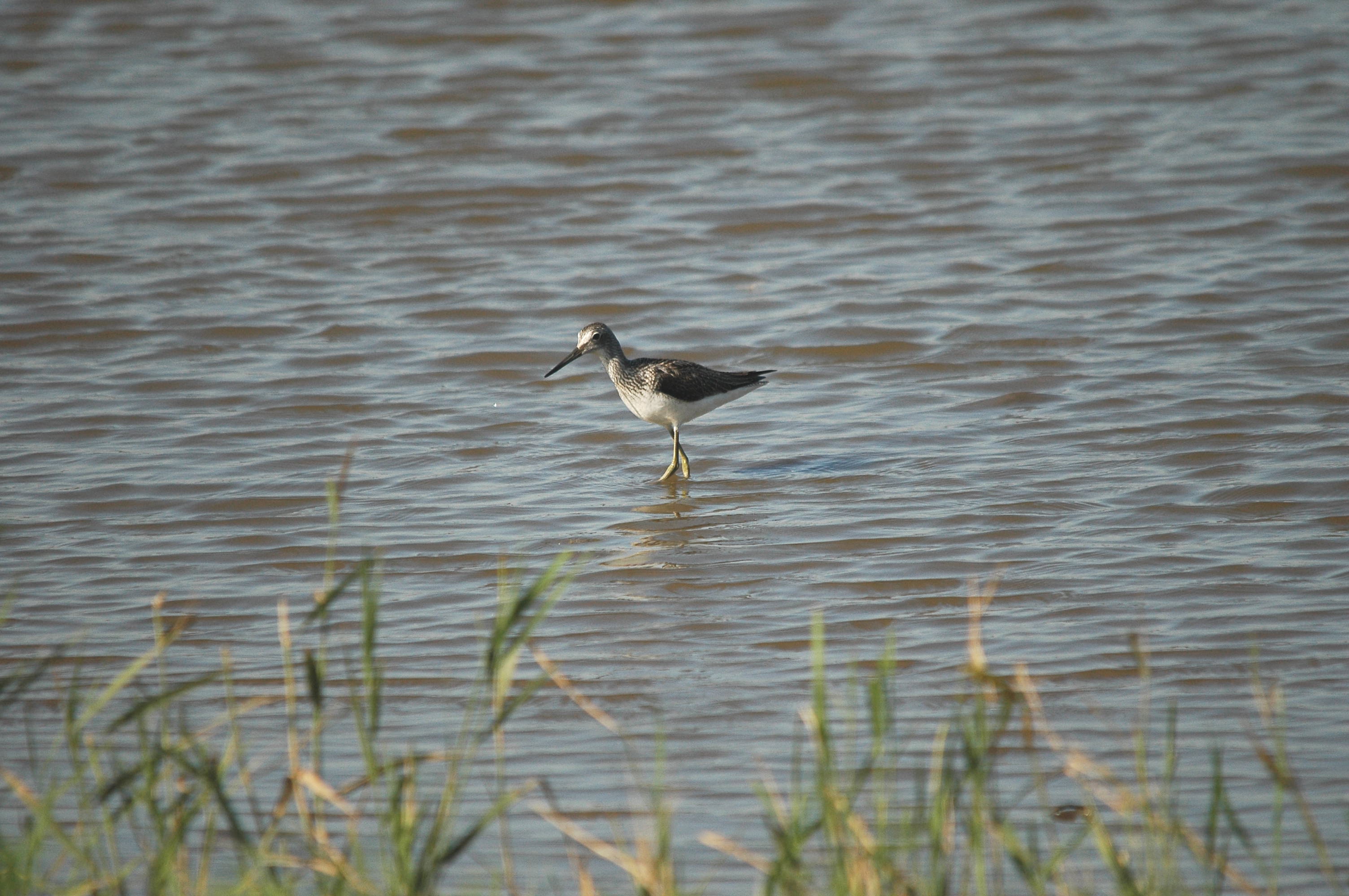 photos/wildlife/Bird_Species/063-Waders/1556-Common_Greenshank/dsc_3053.jpg