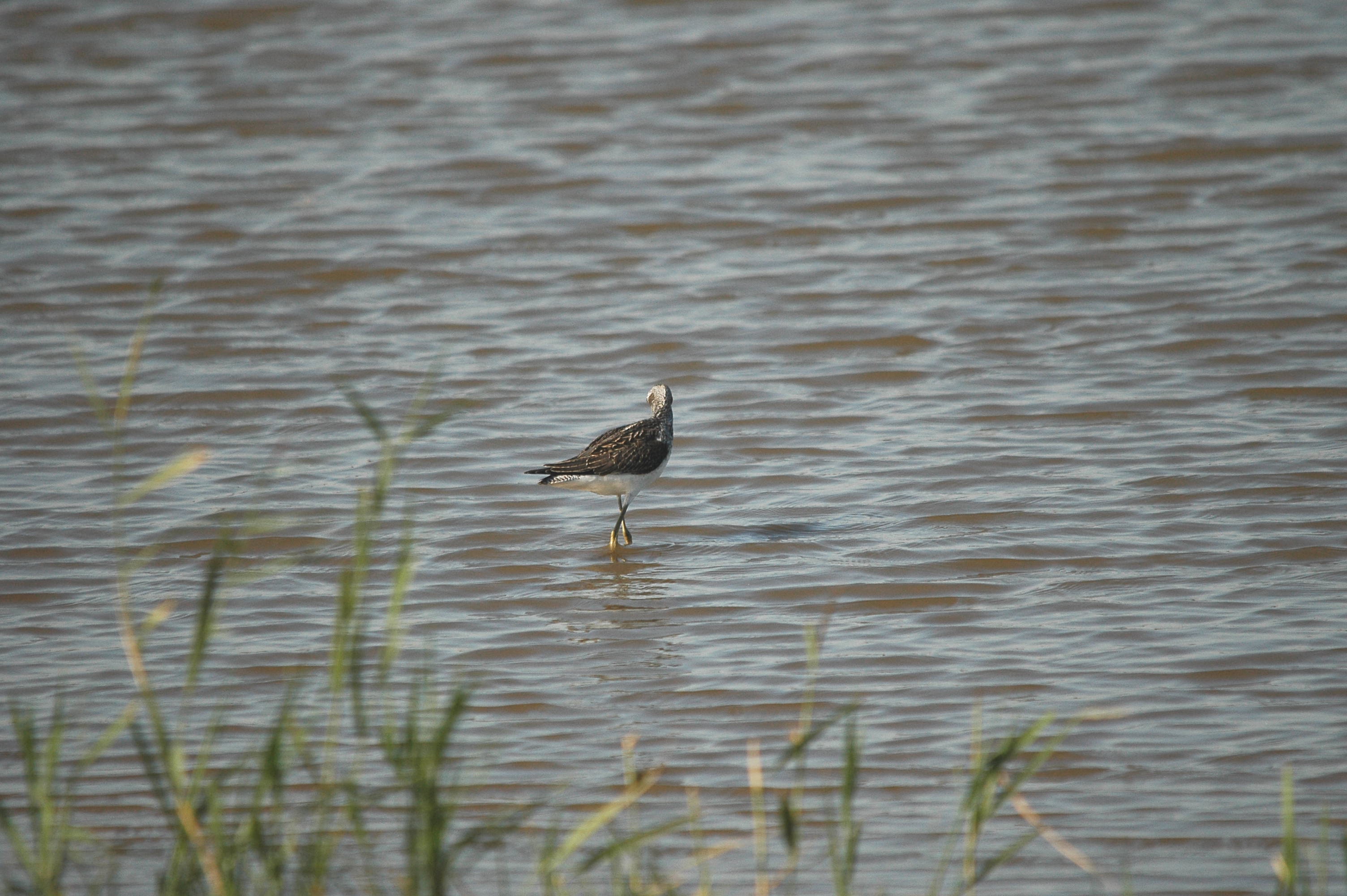 photos/wildlife/Bird_Species/063-Waders/1556-Common_Greenshank/dsc_3054.jpg