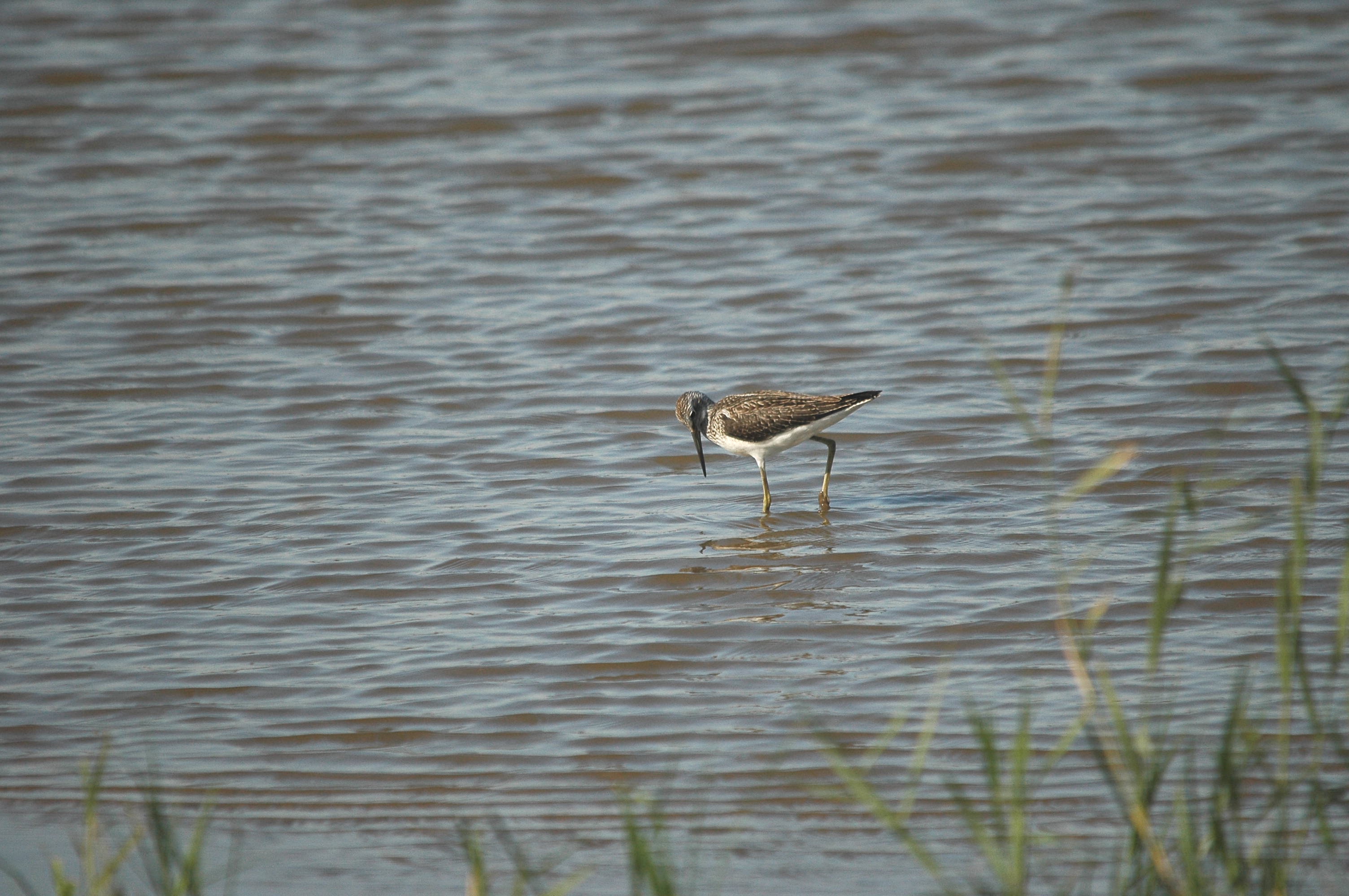 photos/wildlife/Bird_Species/063-Waders/1556-Common_Greenshank/dsc_3055.jpg