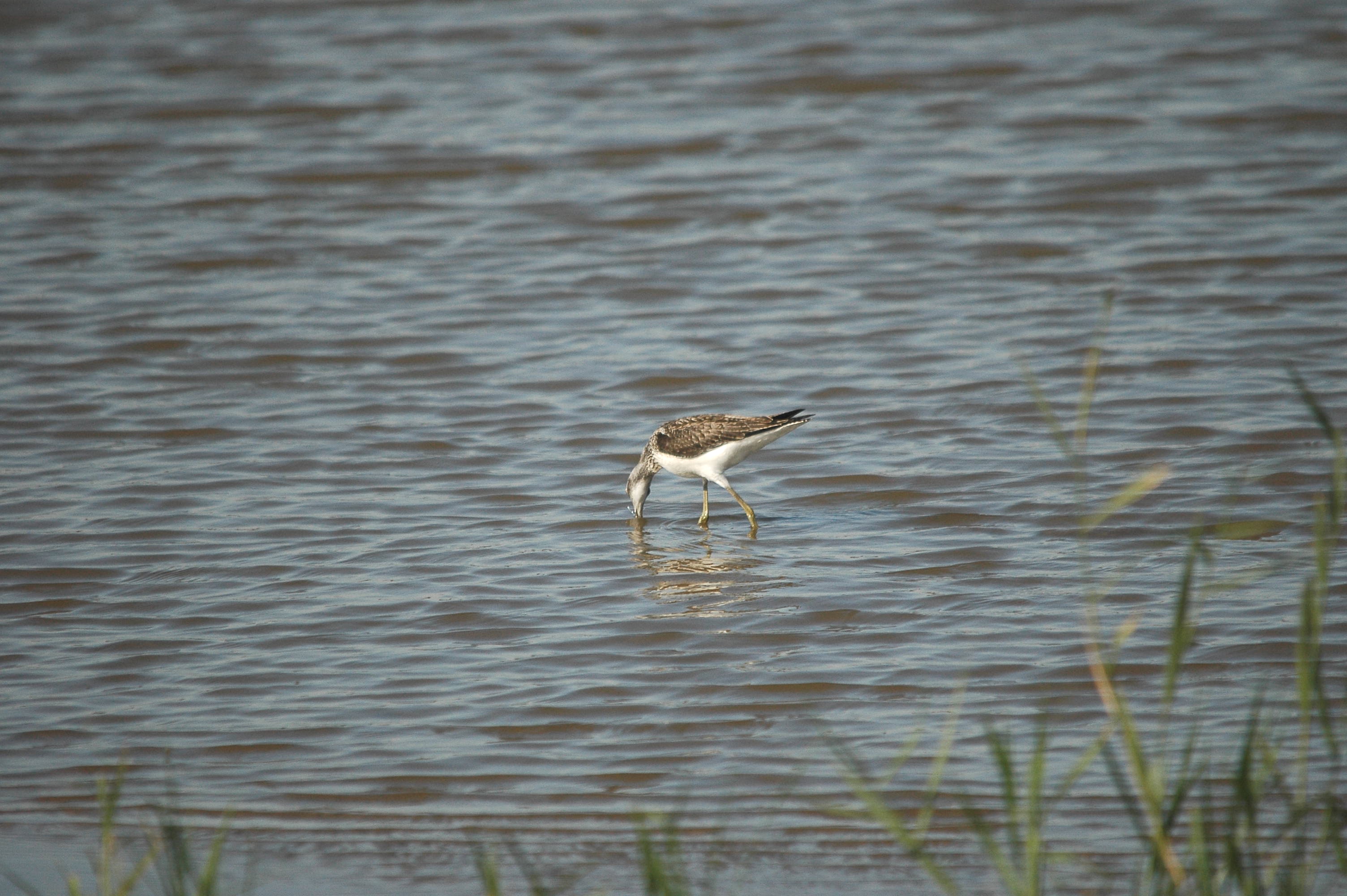 photos/wildlife/Bird_Species/063-Waders/1556-Common_Greenshank/dsc_3056.jpg