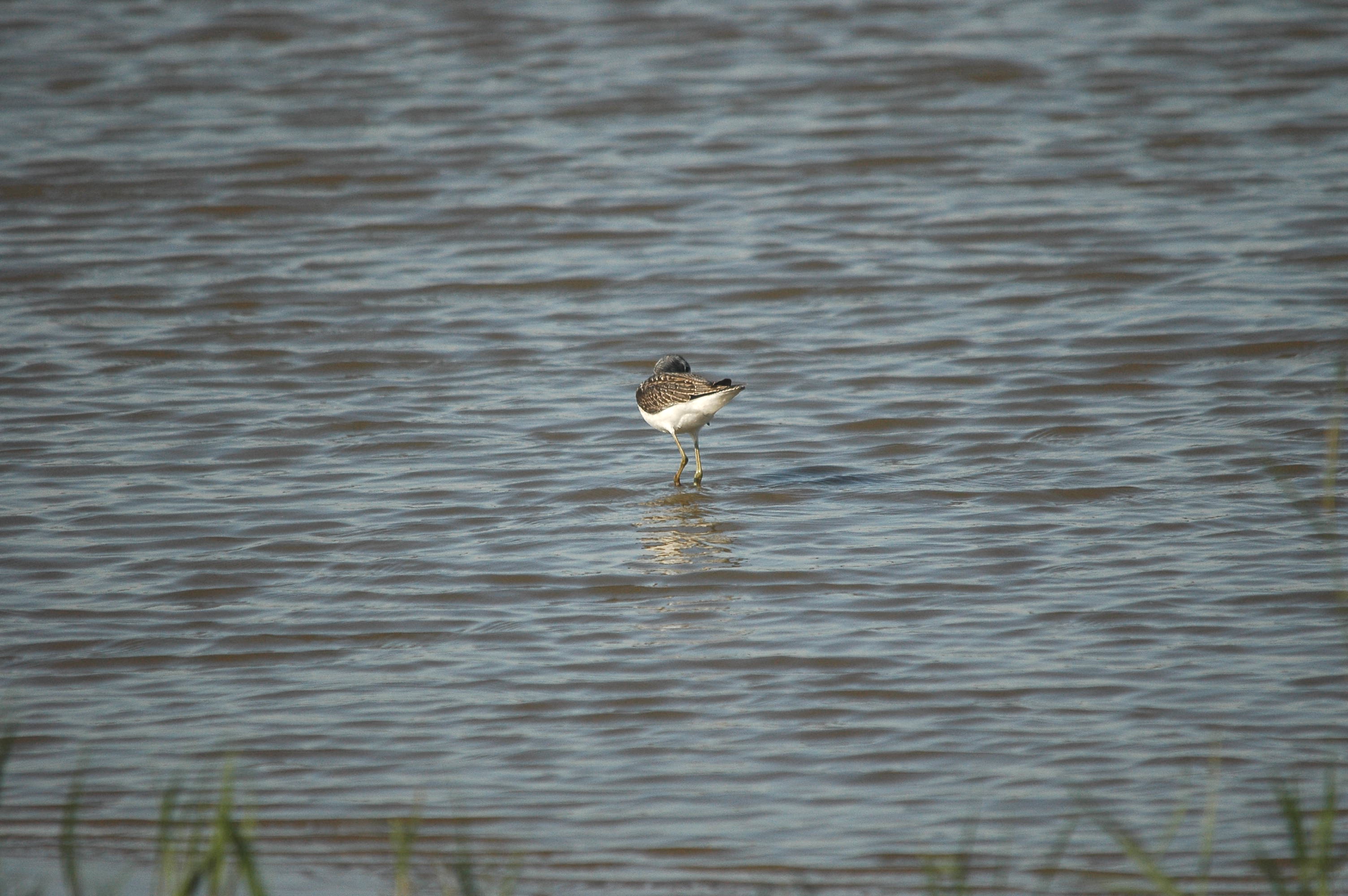 photos/wildlife/Bird_Species/063-Waders/1556-Common_Greenshank/dsc_3057.jpg