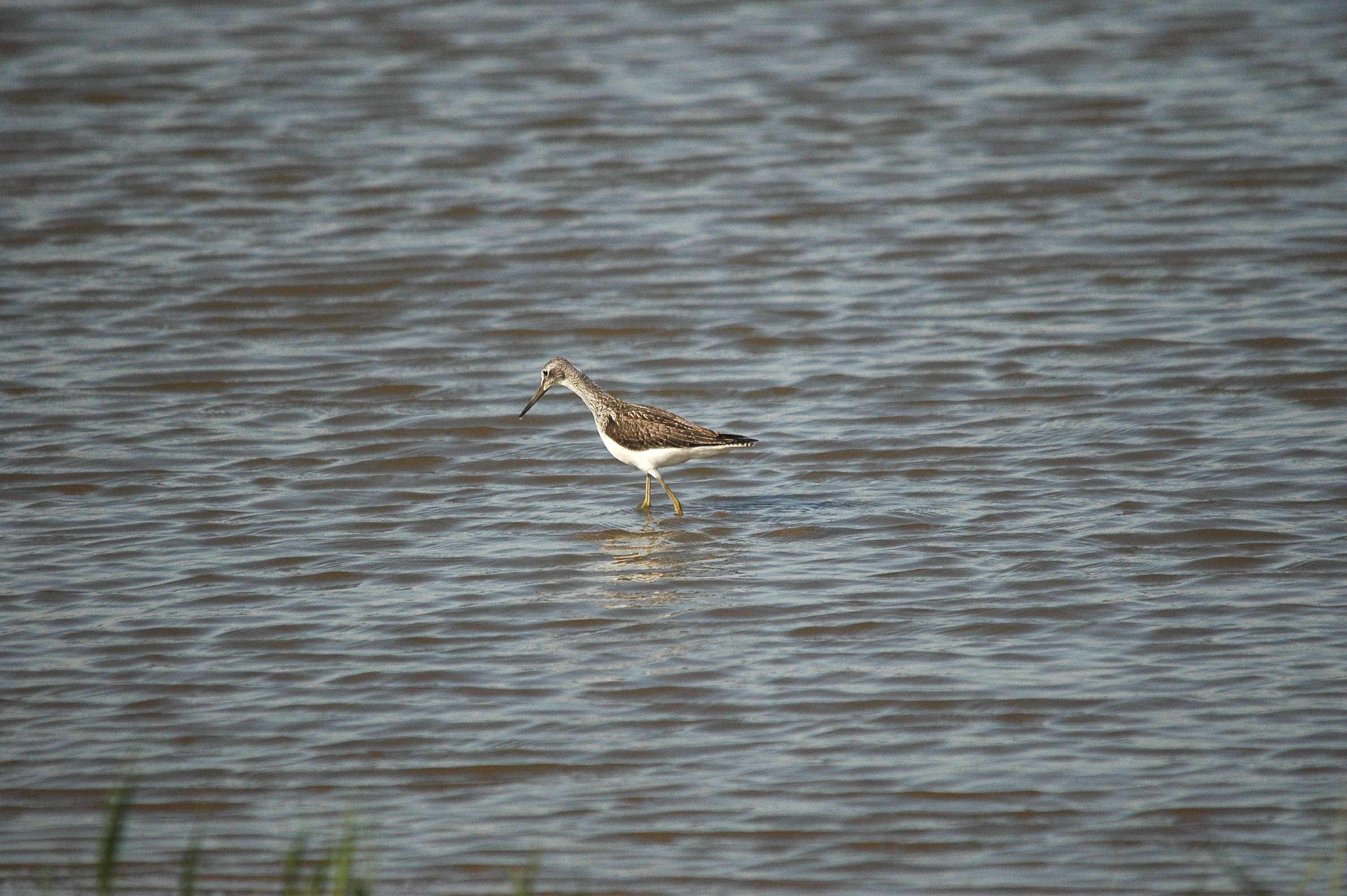 photos/wildlife/Bird_Species/063-Waders/1556-Common_Greenshank/dsc_3058.jpg