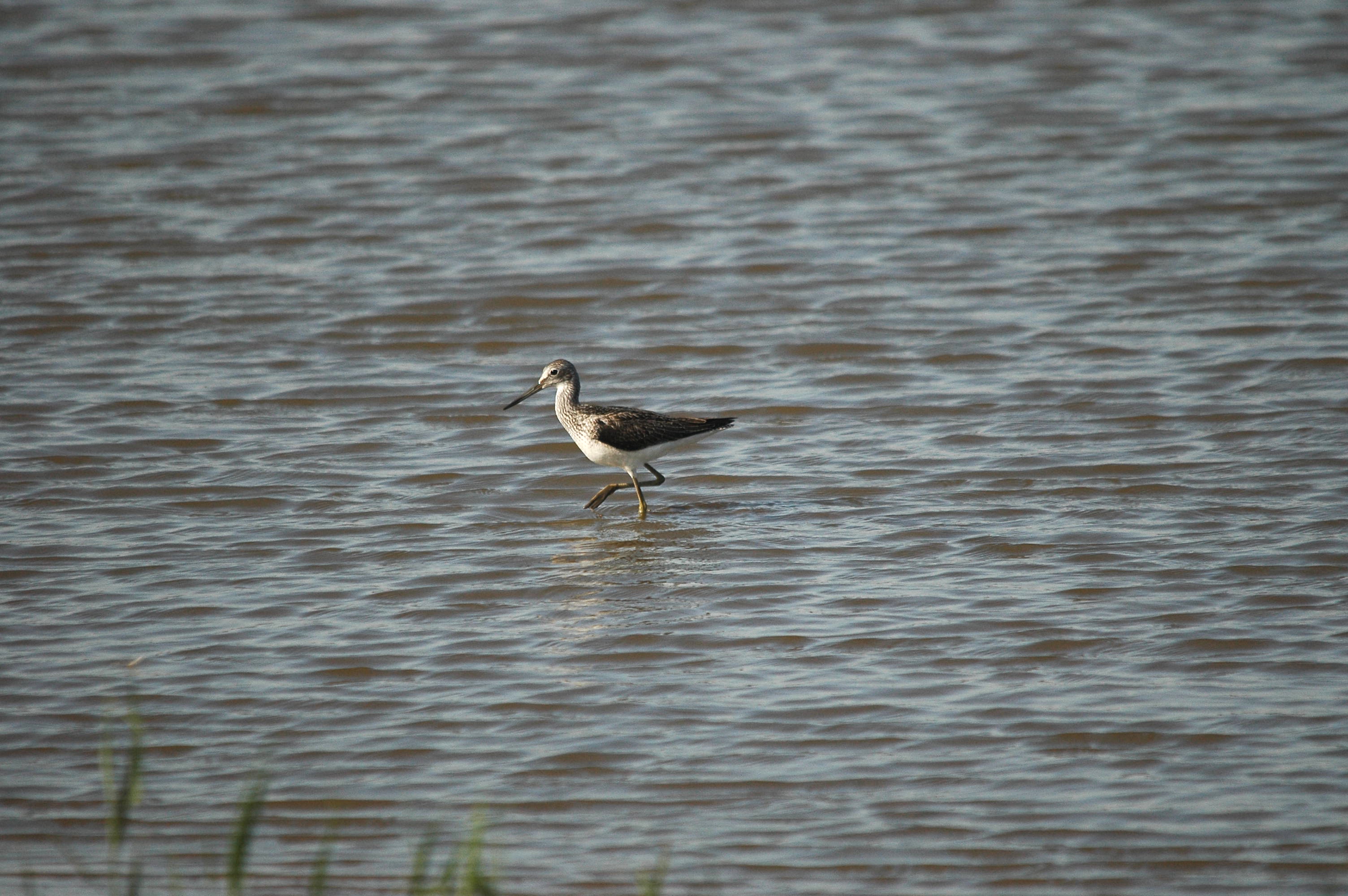 photos/wildlife/Bird_Species/063-Waders/1556-Common_Greenshank/dsc_3059.jpg