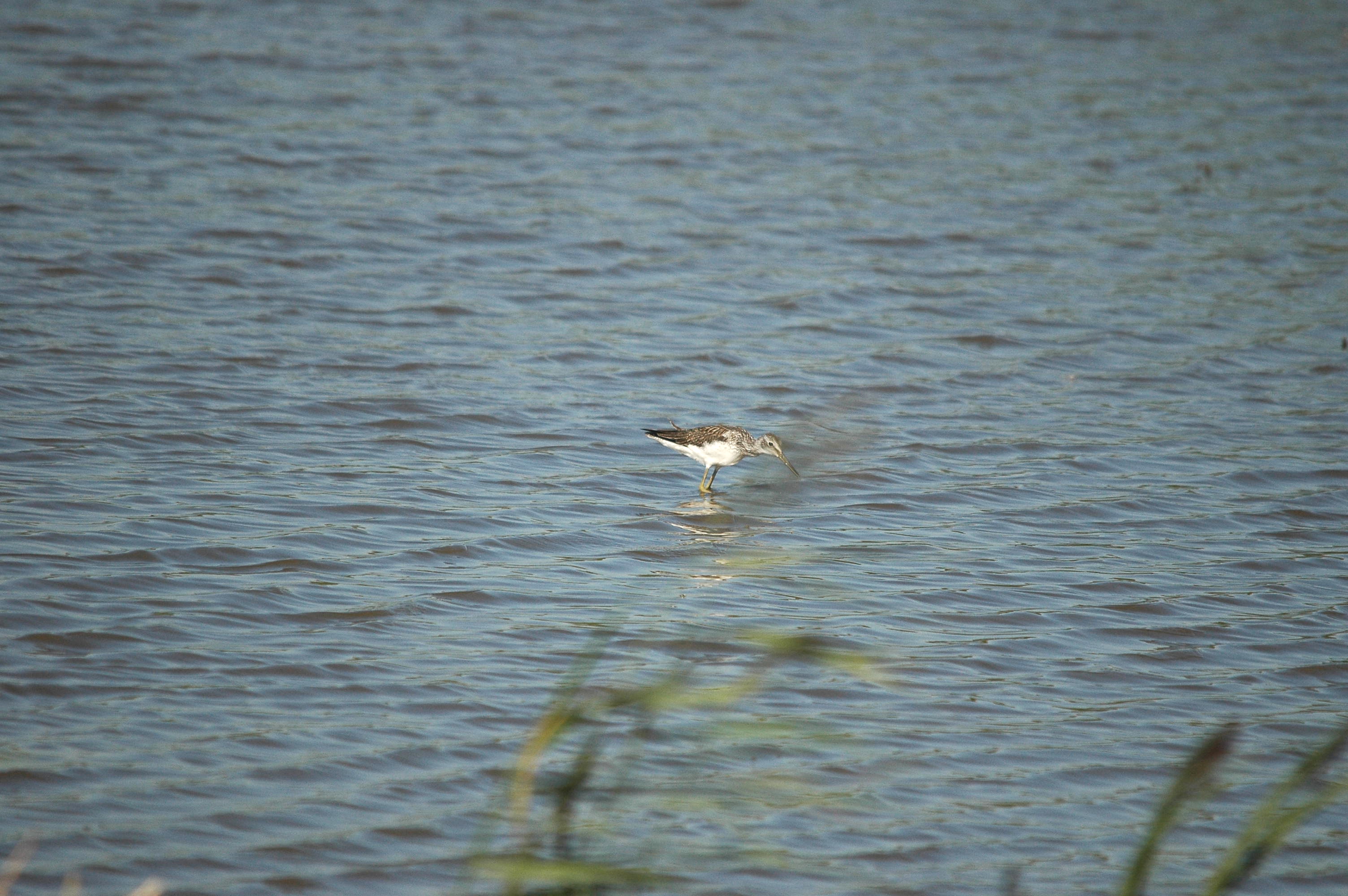 photos/wildlife/Bird_Species/063-Waders/1556-Common_Greenshank/dsc_3060.jpg