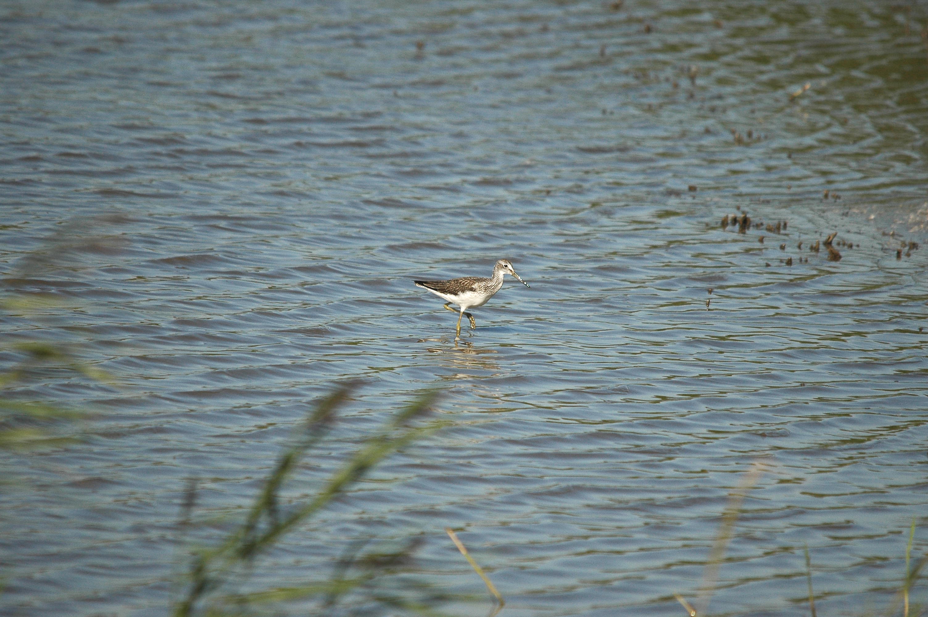 photos/wildlife/Bird_Species/063-Waders/1556-Common_Greenshank/dsc_3061.jpg