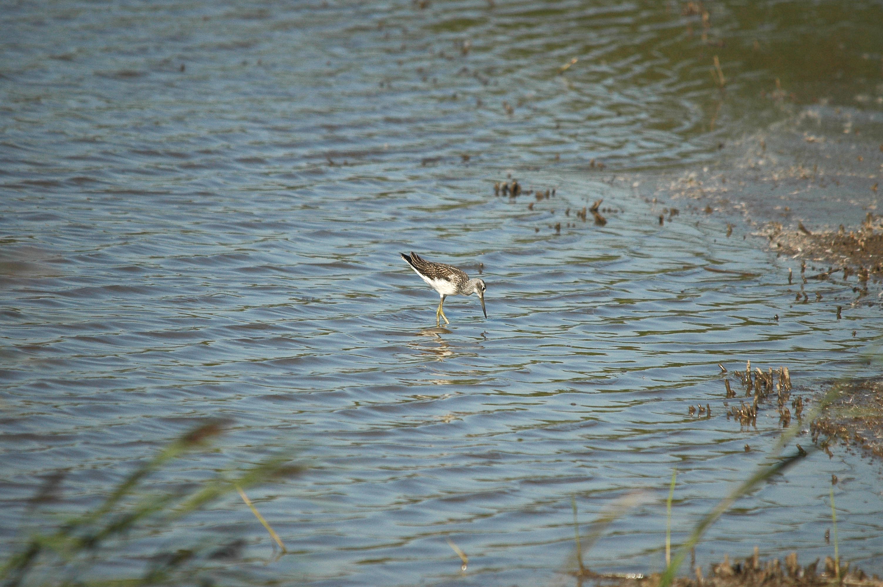 photos/wildlife/Bird_Species/063-Waders/1556-Common_Greenshank/dsc_3062.jpg