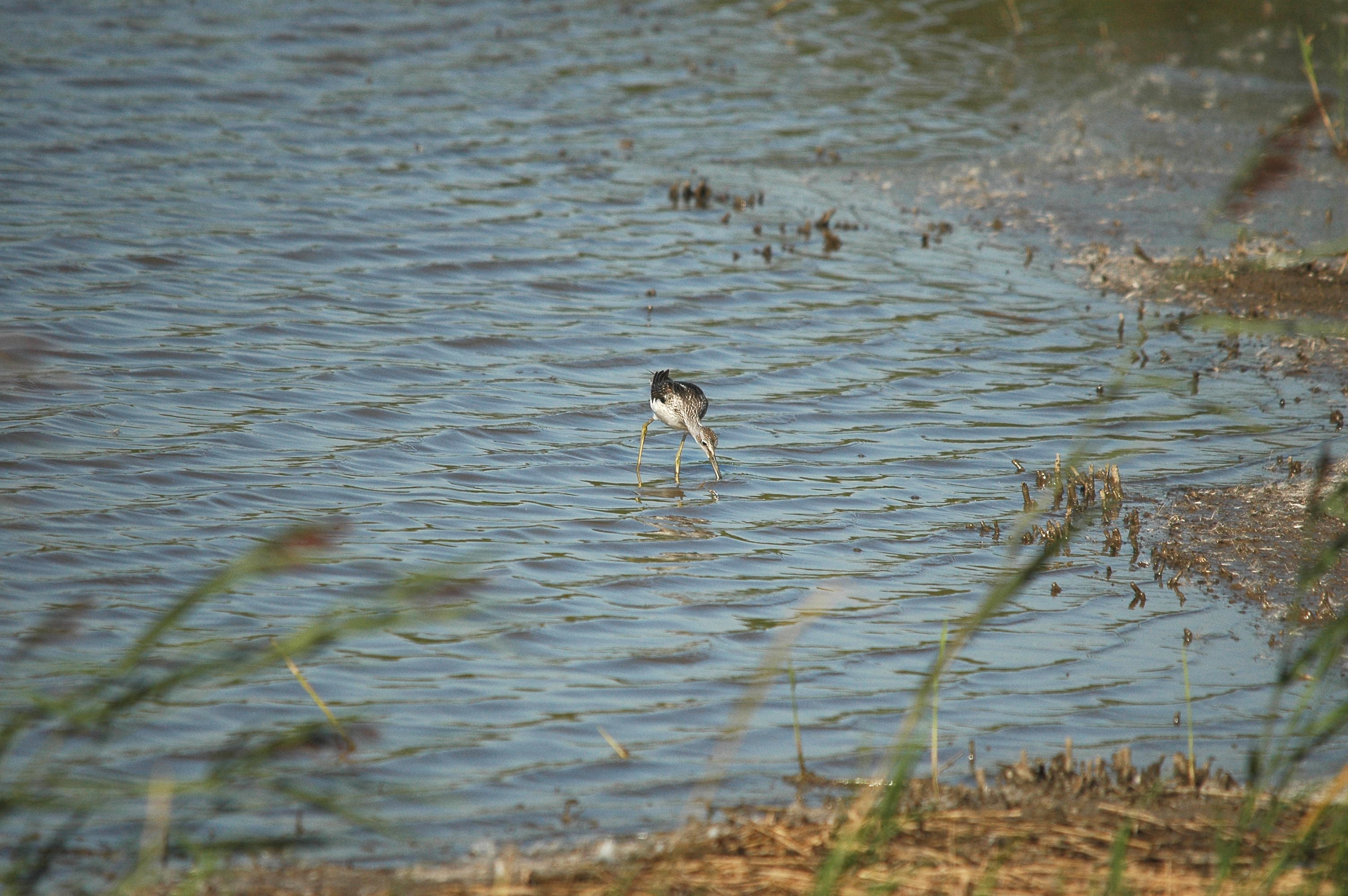 photos/wildlife/Bird_Species/063-Waders/1556-Common_Greenshank/dsc_3065.jpg