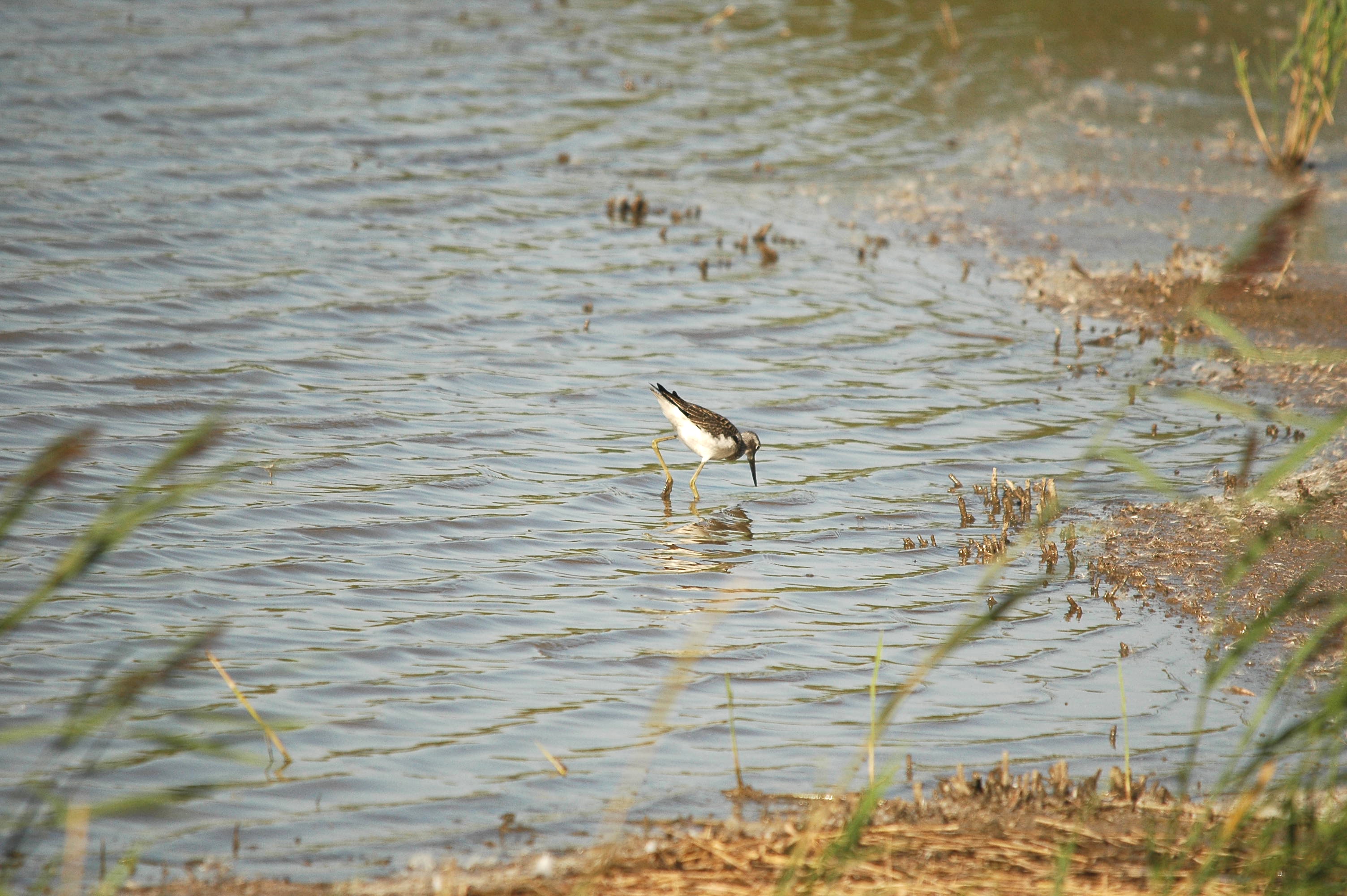 photos/wildlife/Bird_Species/063-Waders/1556-Common_Greenshank/dsc_3066.jpg