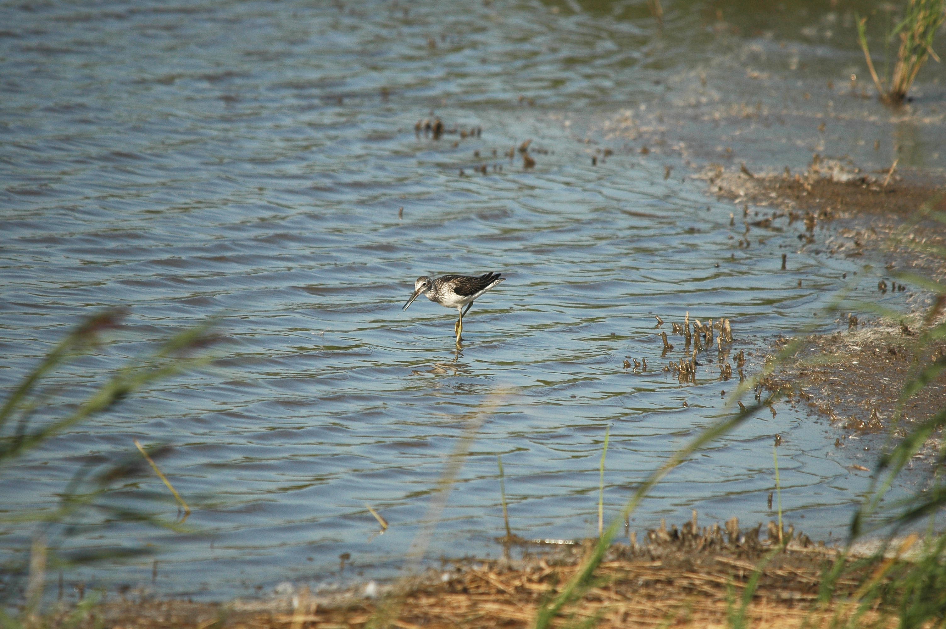 photos/wildlife/Bird_Species/063-Waders/1556-Common_Greenshank/dsc_3067.jpg