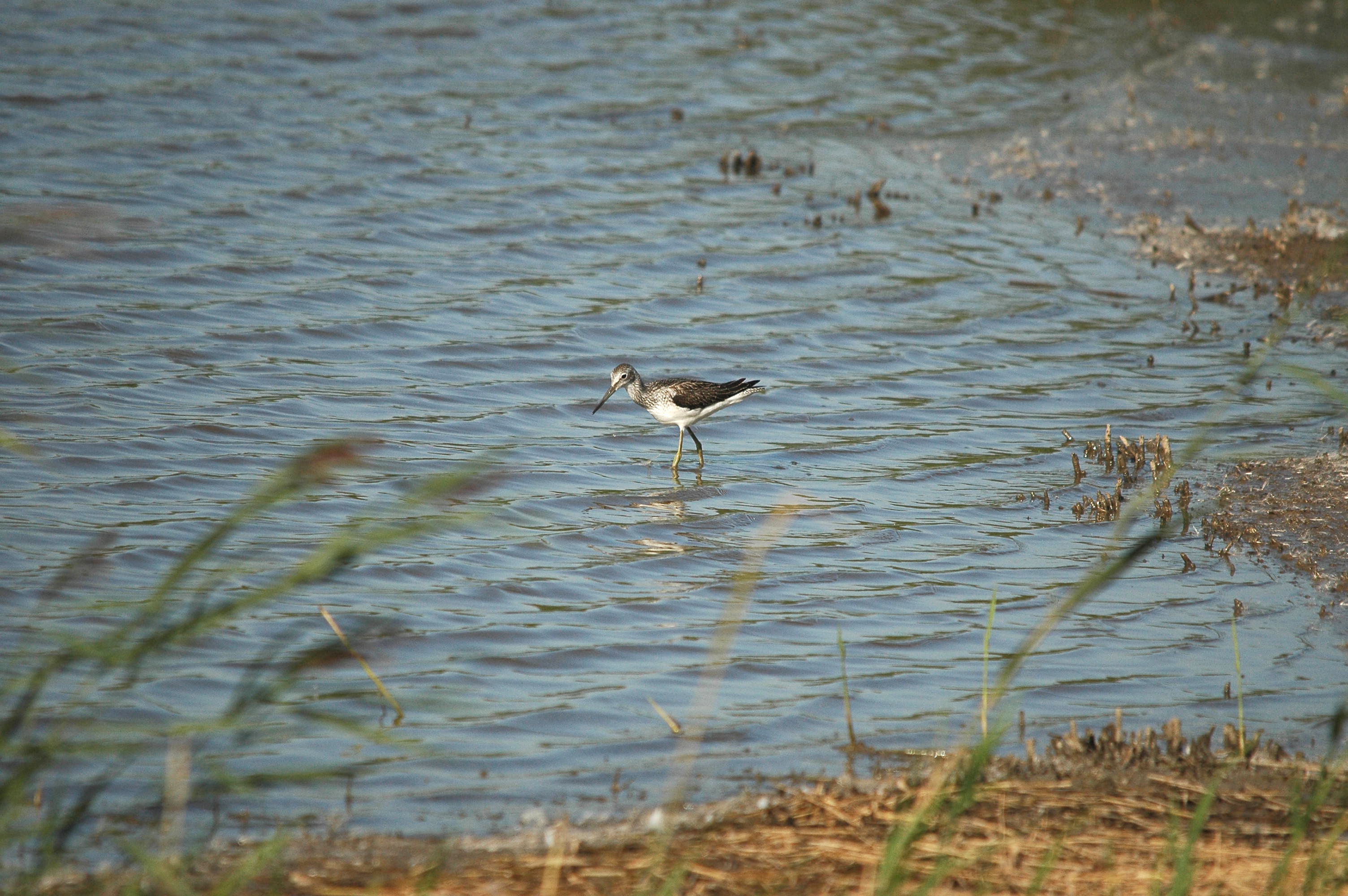 photos/wildlife/Bird_Species/063-Waders/1556-Common_Greenshank/dsc_3068.jpg